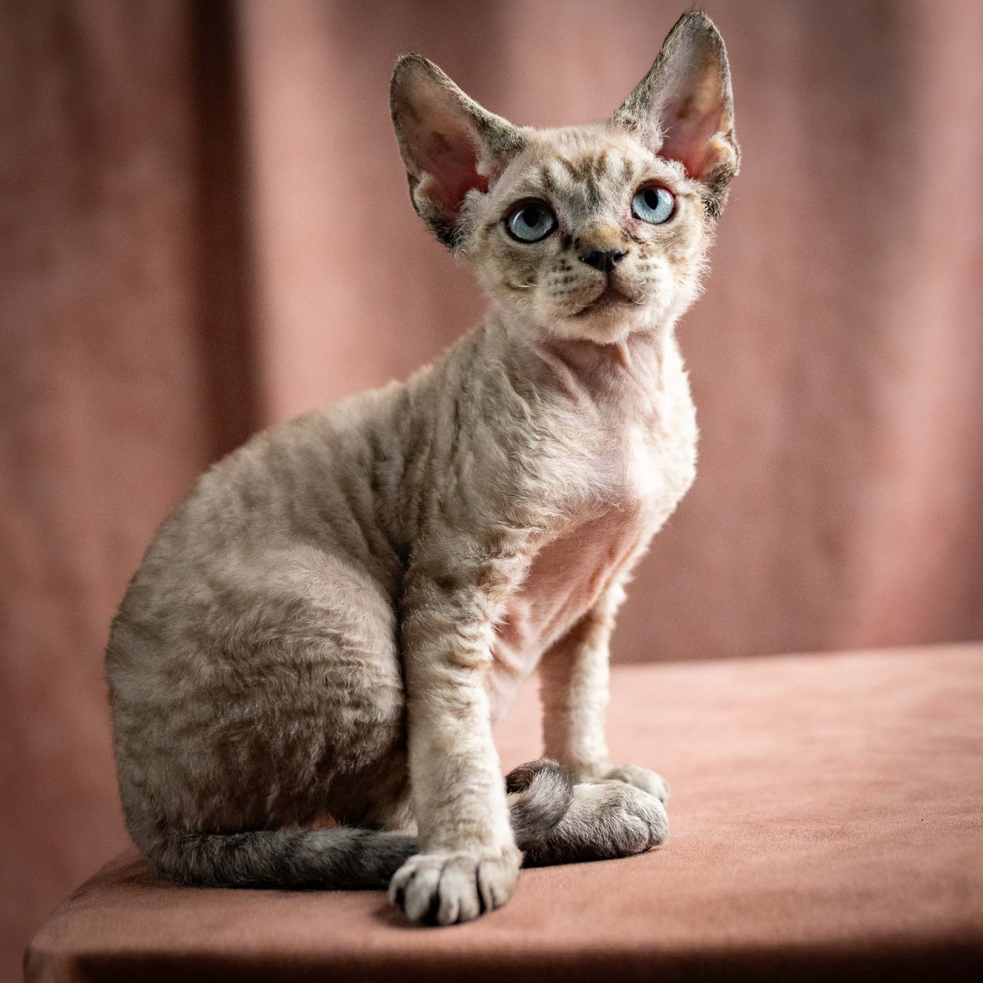 Quincy, boy, born 02.14.26. Devon Rex Pixie Cattery