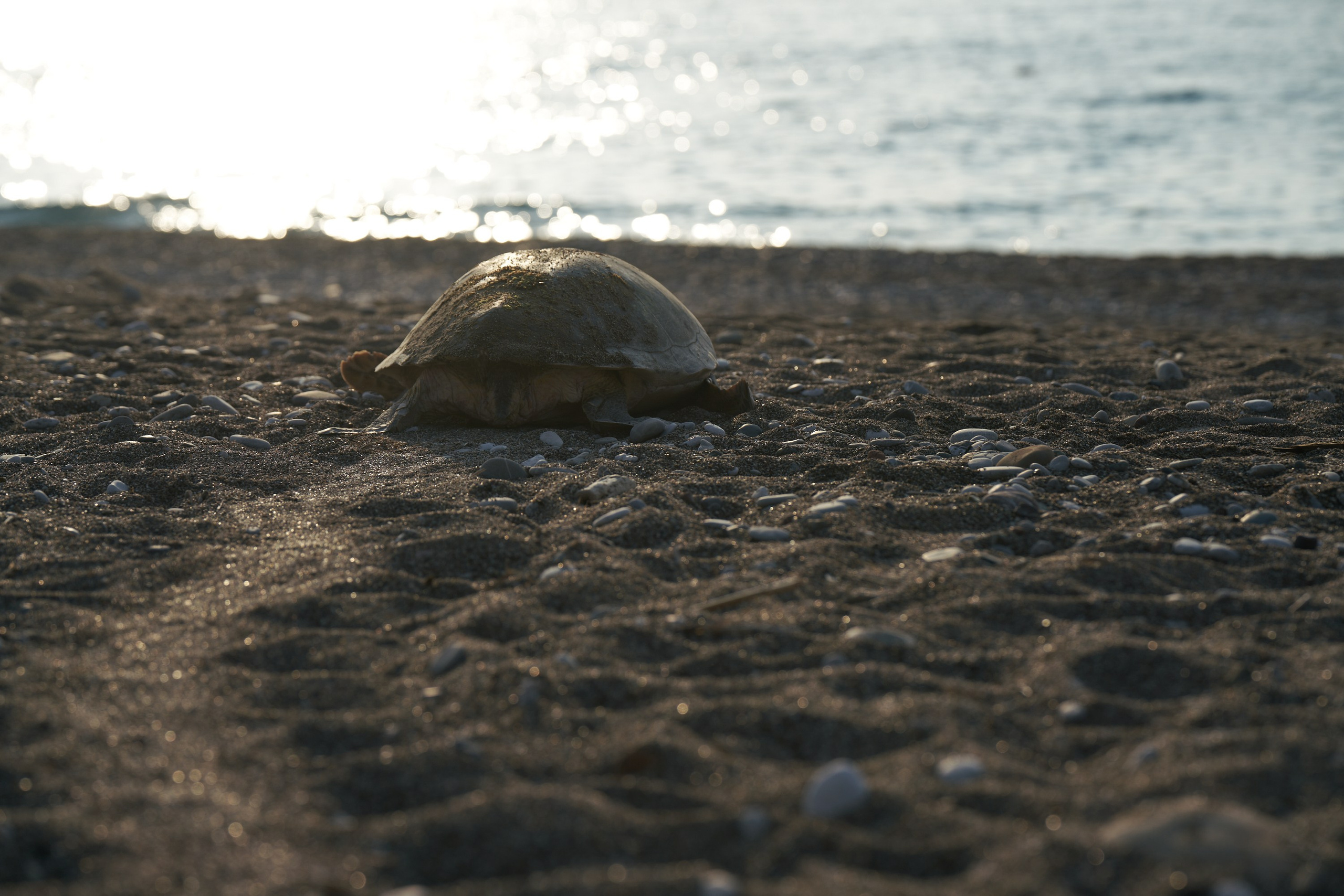 Caretta caretta | Anastasiia Nelen photographer