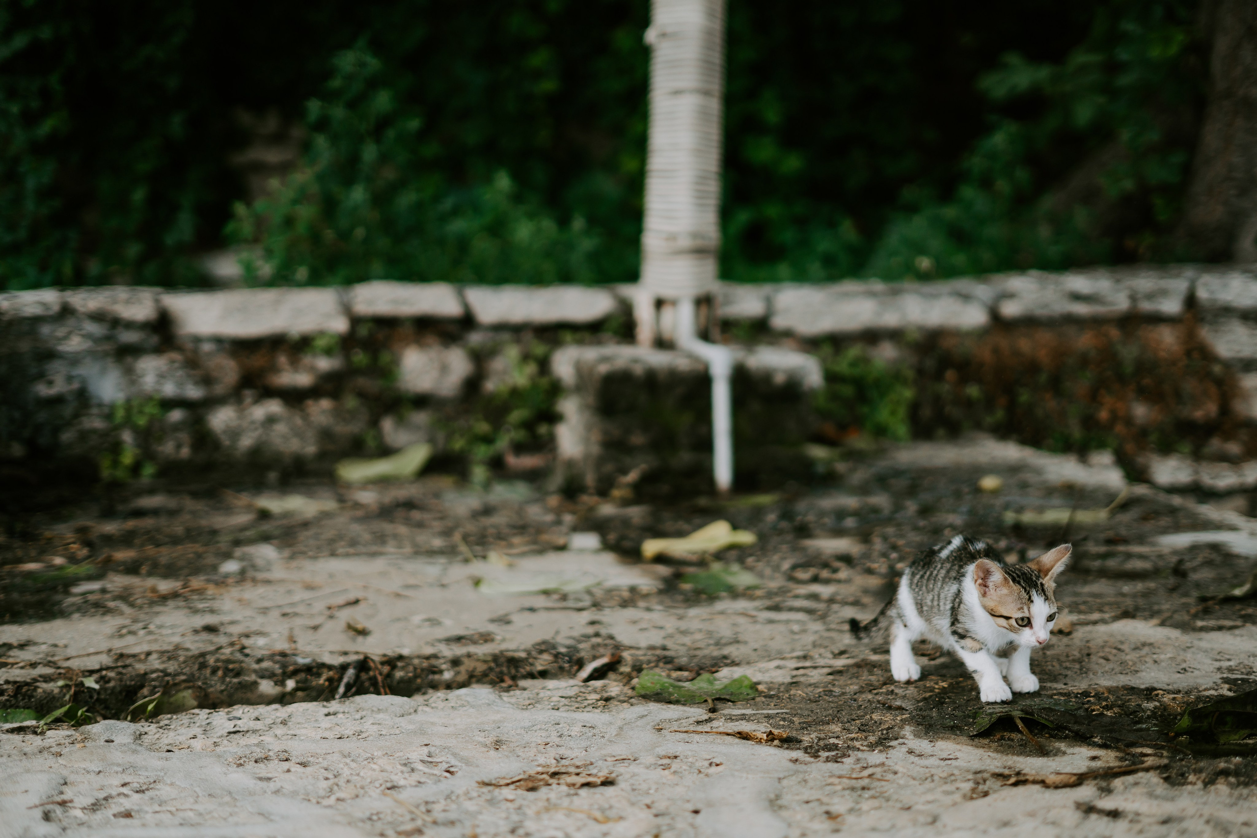 Alexandra & Felix - Love in Tyulenovo (1). Sebastian Purusniuc Fotograf - Iasi