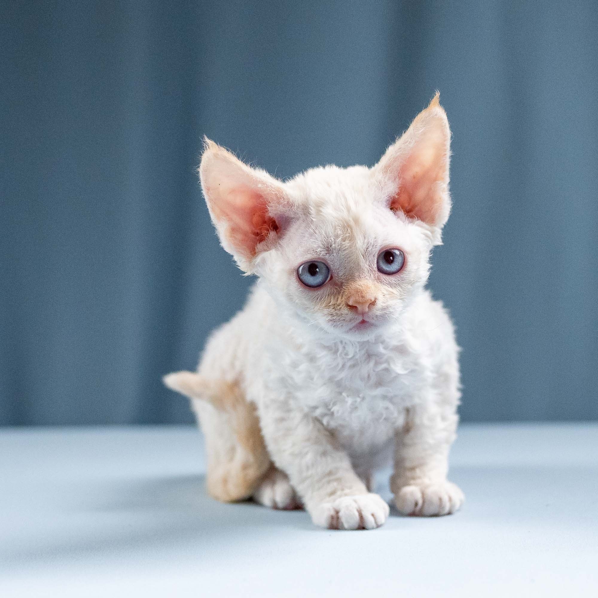 Jasmin, girl, born 06.25.2025. Devon Rex Pixie Cattery