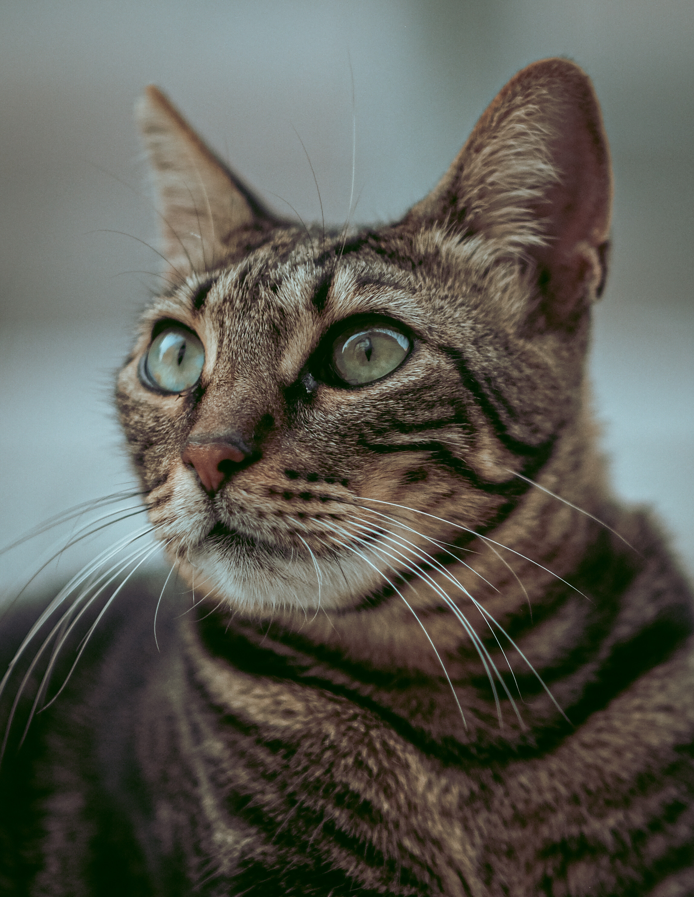 Stray Cats | Stray cats Animal | FUJIFILM X-Pro3 | YuKo Photography 📸🐾 Travel Photography | Fujifilm Adventures | Stray Cats Chronicles | Stray Cat photography | Stray cat photos