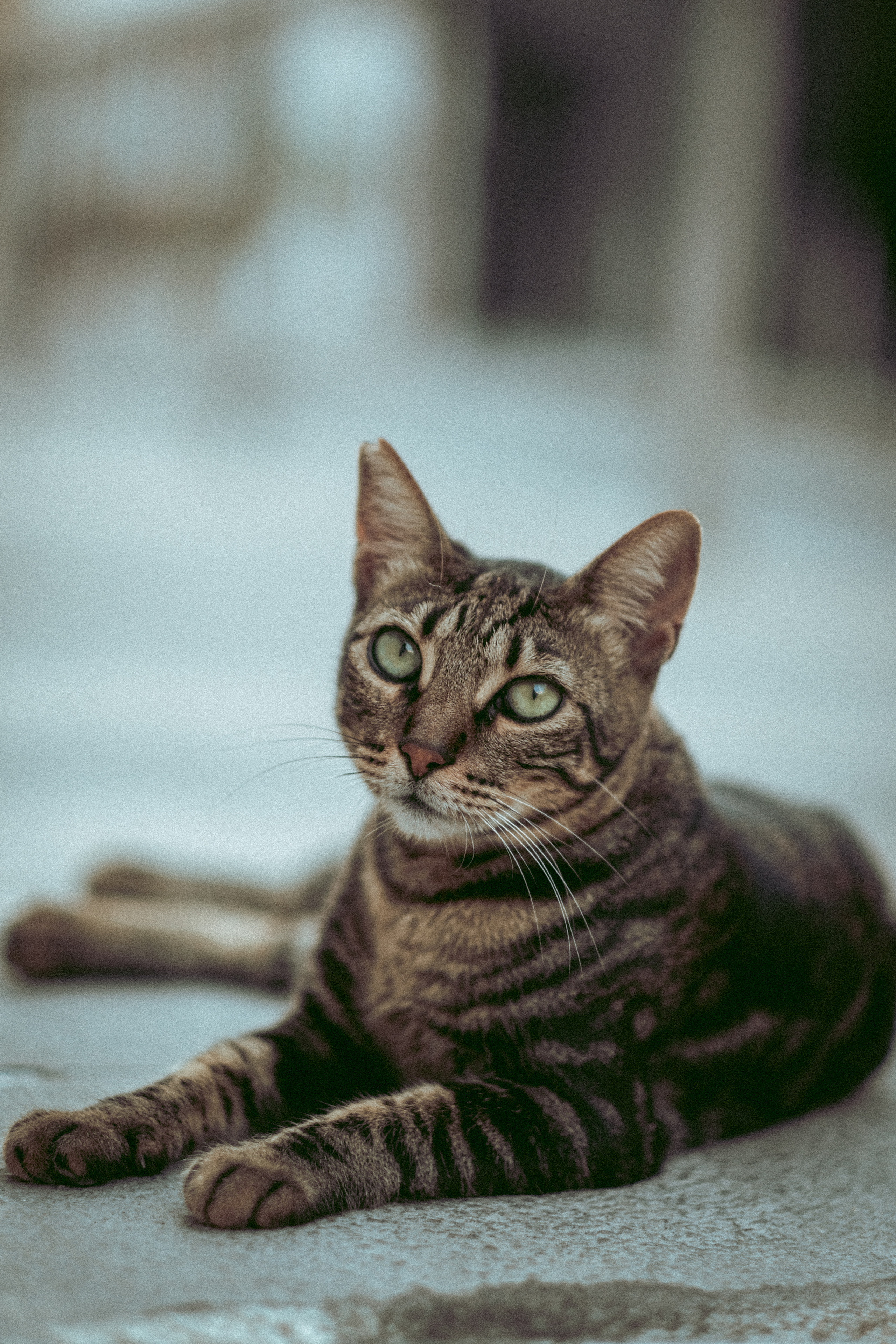 Stray Cats | Stray cats Animal | FUJIFILM X-Pro3 | YuKo Photography 📸🐾 Travel Photography | Fujifilm Adventures | Stray Cats Chronicles | Stray Cat photography | Stray cat photos