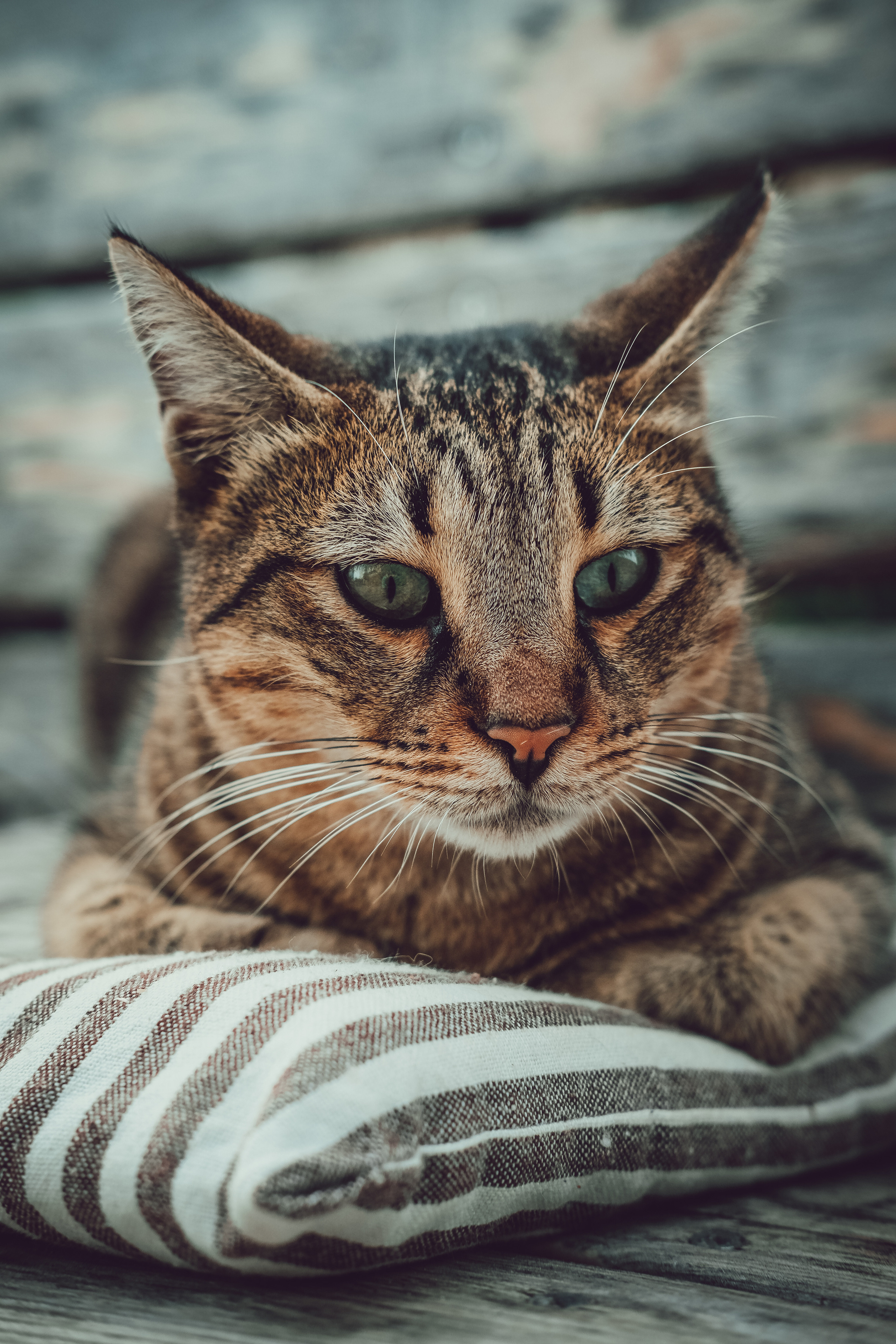 📸🐾 Travel Photography | Fujifilm Adventures | Stray Cats Chronicles | Stray Cat photography | Stray cat photos
