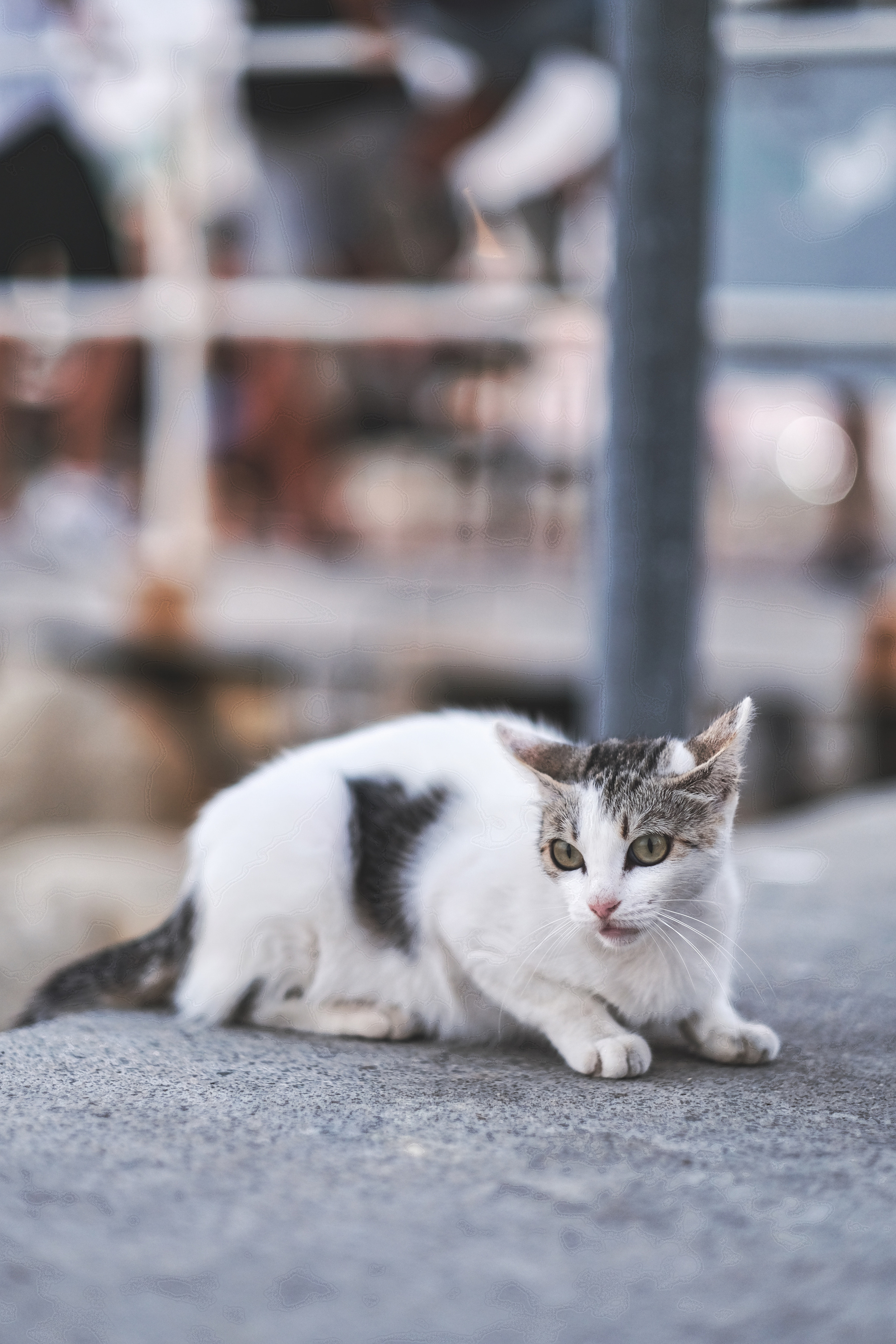 Stray Cats | Stray cats Animal | FUJIFILM X-Pro3 | YuKo Photography 📸🐾 Travel Photography | Fujifilm Adventures | Stray Cats Chronicles | Stray Cat photography | Stray cat photos