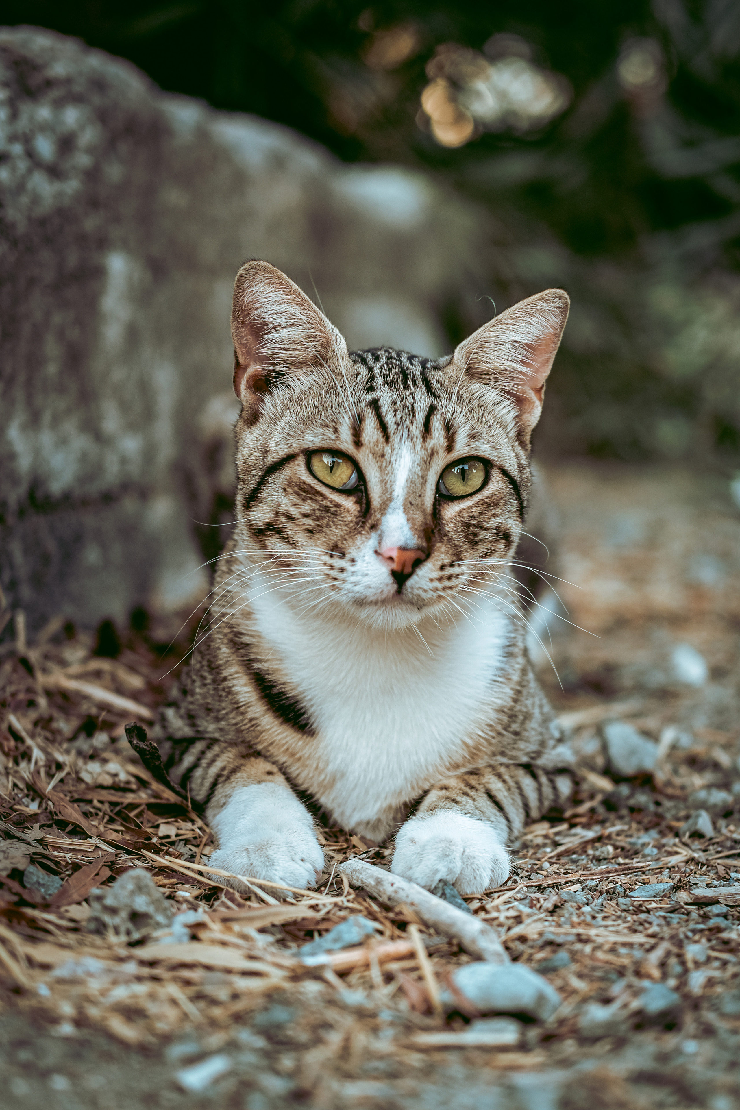 Stray Cats | Stray cats Animal | FUJIFILM X-Pro3 | YuKo Photography 📸🐾 Travel Photography | Fujifilm Adventures | Stray Cats Chronicles | Stray Cat photography | Stray cat photos