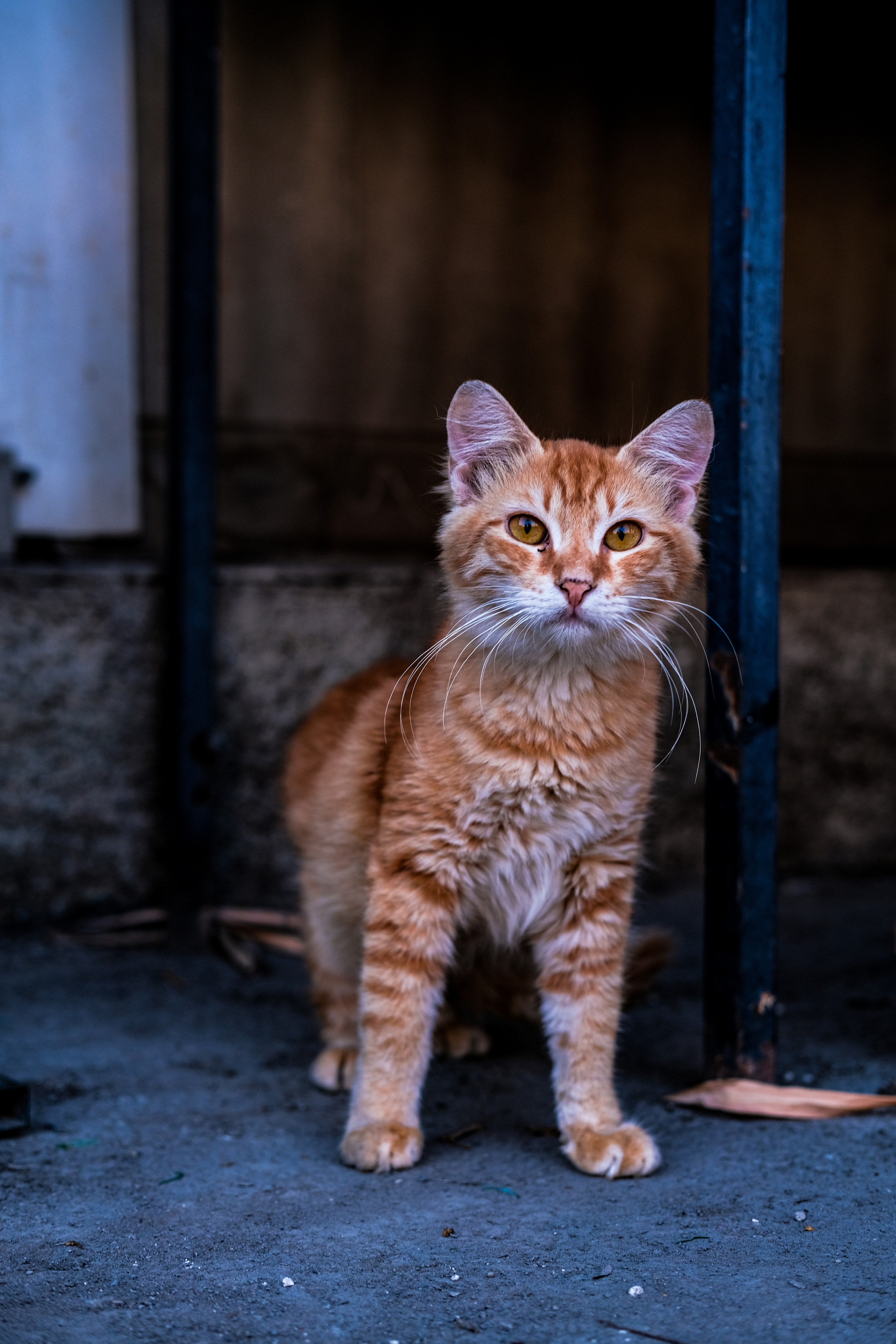 Stray Cats | Stray cats Animal | FUJIFILM X-Pro3 | YuKo Photography 📸🐾 Travel Photography | Fujifilm Adventures | Stray Cats Chronicles | Stray Cat photography | Stray cat photos