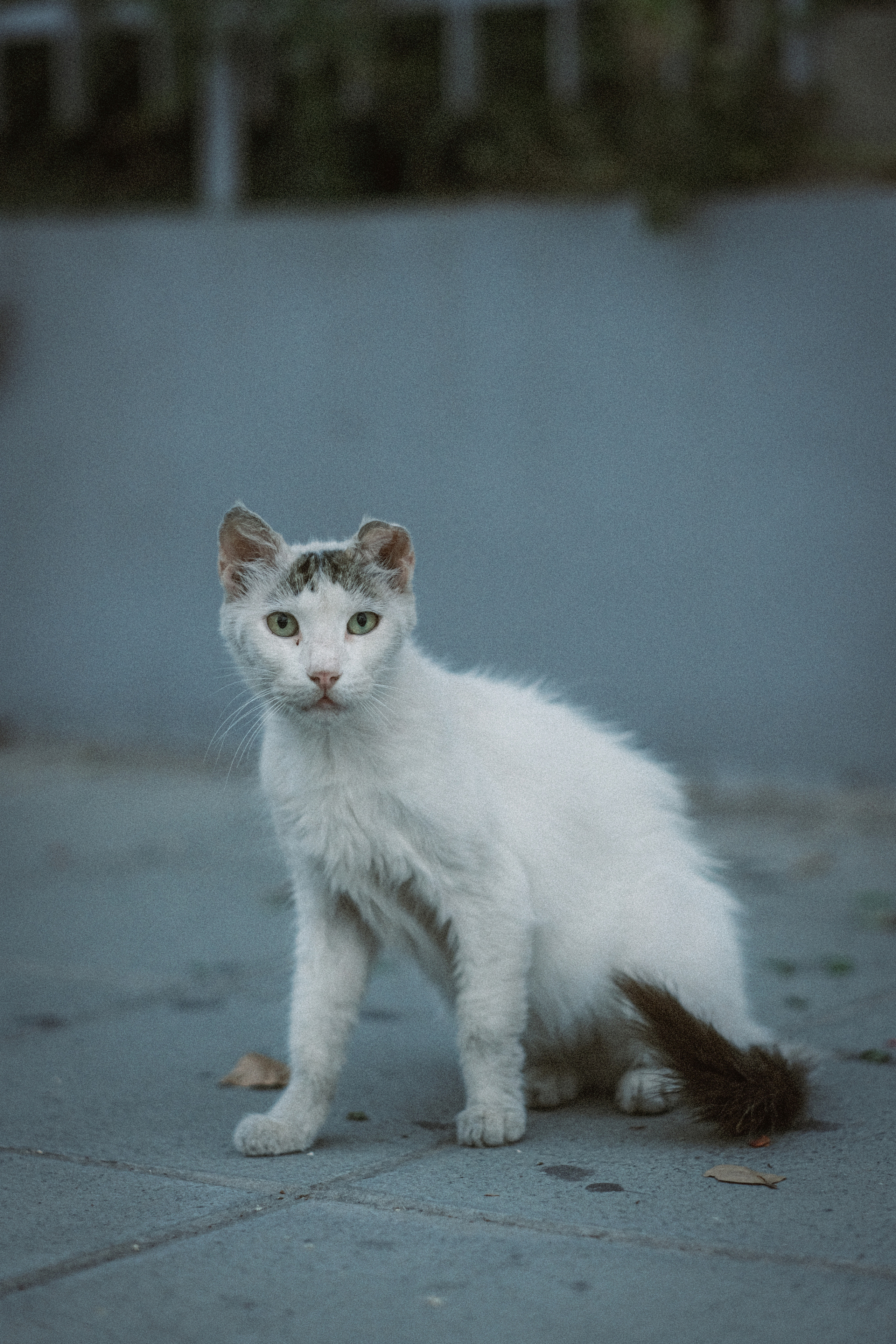 Stray Cats | Stray cats Animal | FUJIFILM X-Pro3 | YuKo Photography 📸🐾 Travel Photography | Fujifilm Adventures | Stray Cats Chronicles | Stray Cat photography | Stray cat photos
