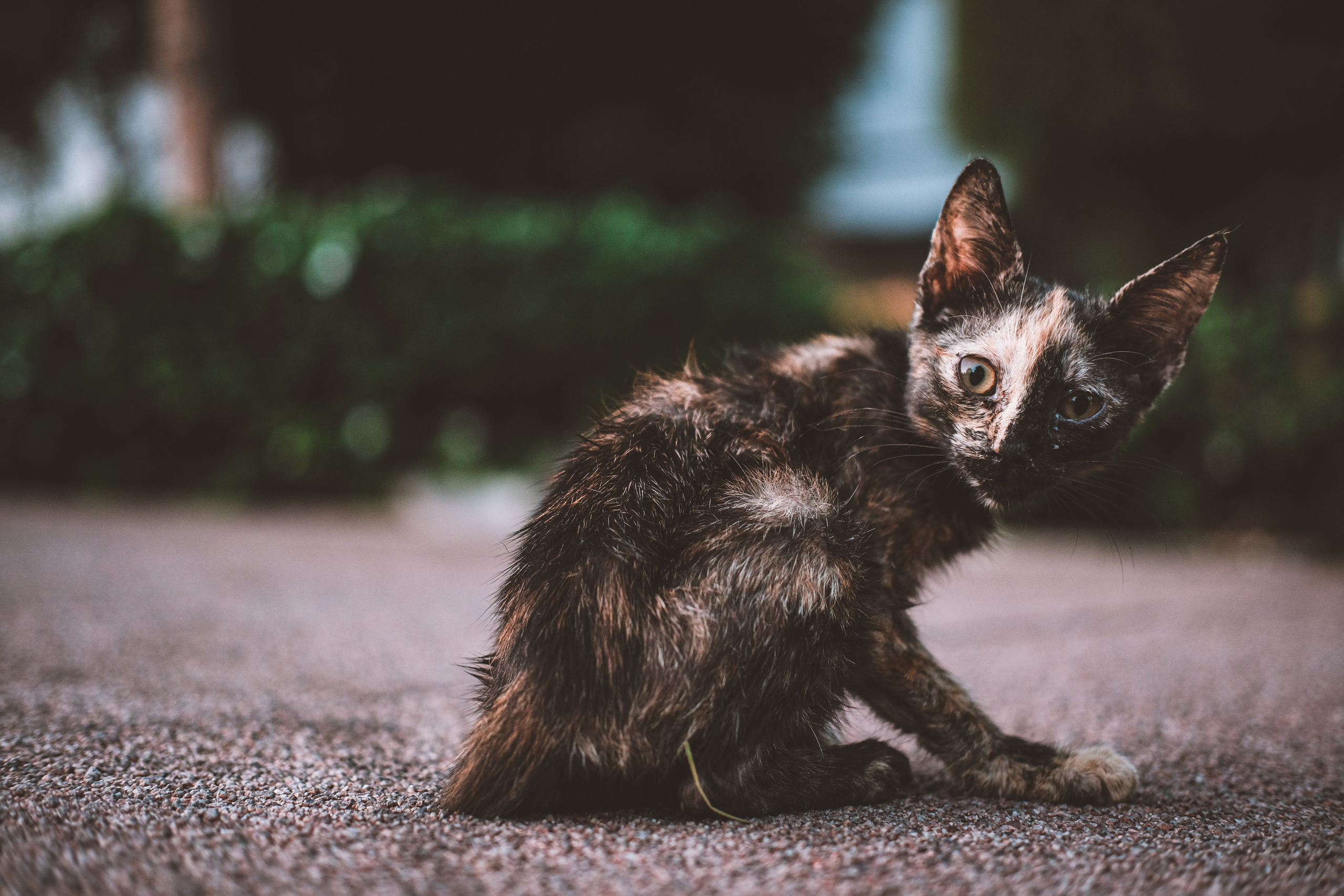 Stray Cats | Stray cats Animal | FUJIFILM X-Pro3 | YuKo Photography 📸🐾 Travel Photography | Fujifilm Adventures | Stray Cats Chronicles | Stray Cat photography | Stray cat photos