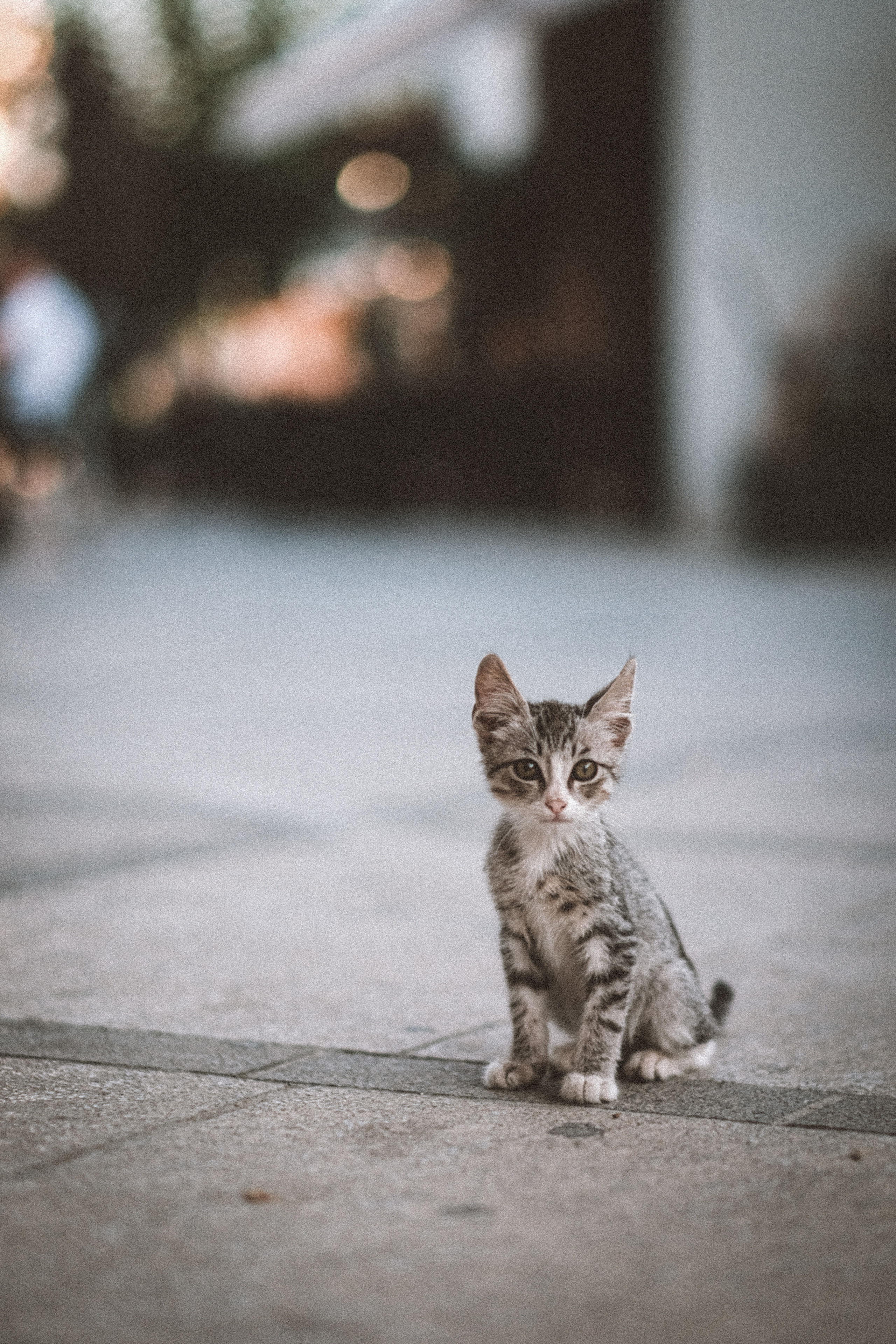 Stray Cats | Stray cats Animal | FUJIFILM X-Pro3 | YuKo Photography 📸🐾 Travel Photography | Fujifilm Adventures | Stray Cats Chronicles | Stray Cat photography | Stray cat photos