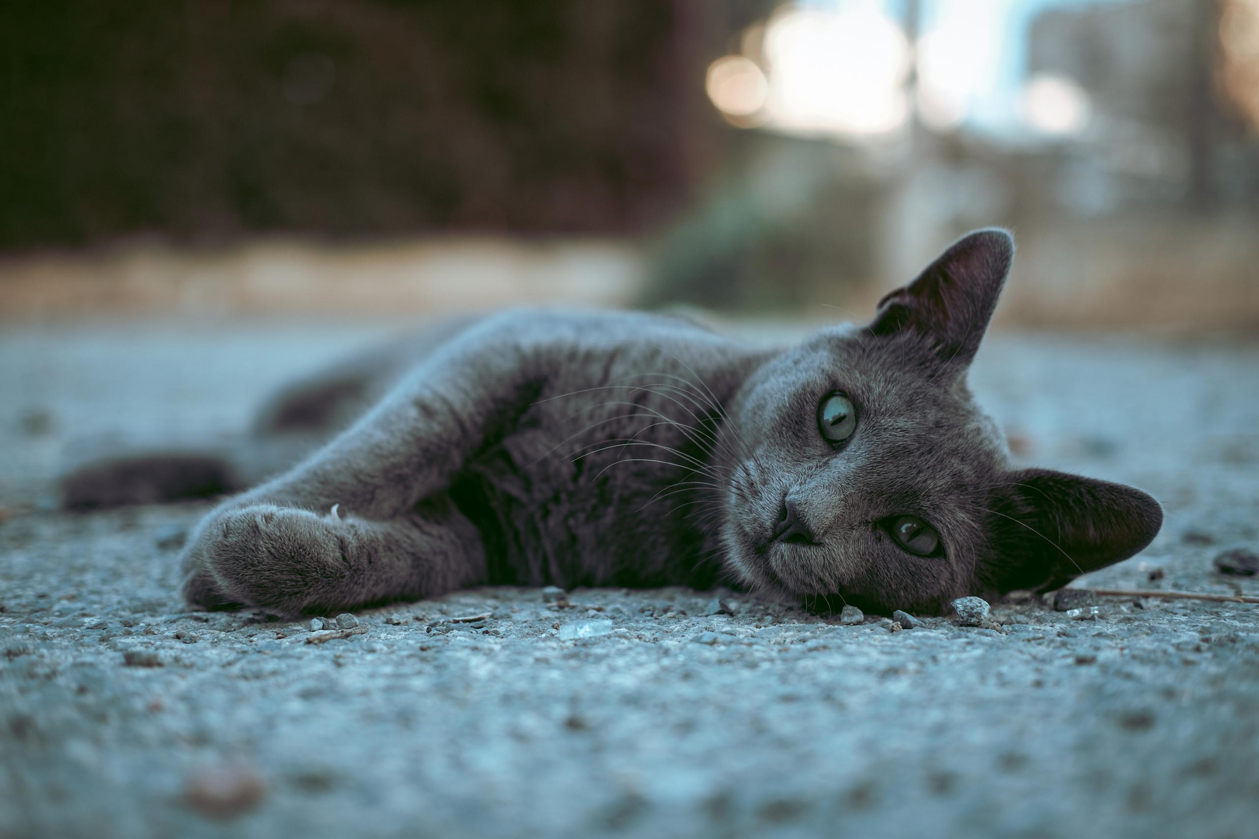 Stray Cats | Stray cats Animal | FUJIFILM X-Pro3 | YuKo Photography 📸🐾 Travel Photography | Fujifilm Adventures | Stray Cats Chronicles | Stray Cat photography | Stray cat photos