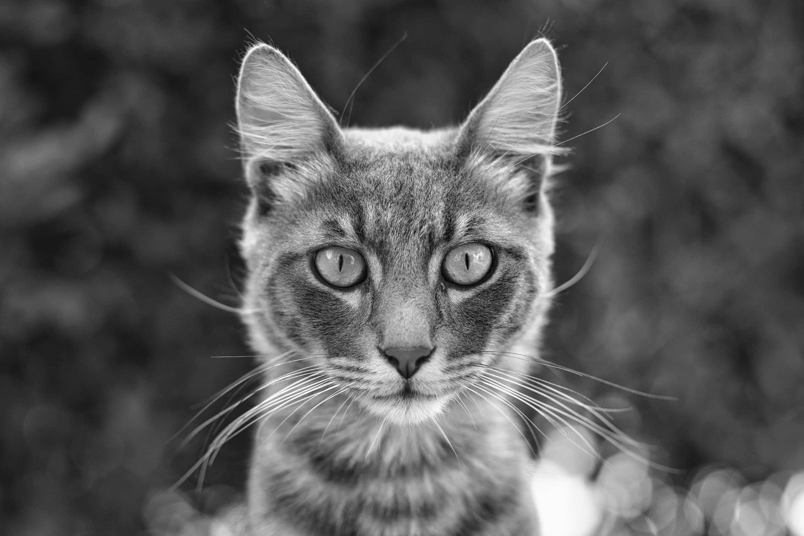 Stray Cats | Stray cats Animal | FUJIFILM X-Pro3 | YuKo Photography 📸🐾 Travel Photography | Fujifilm Adventures | Stray Cats Chronicles | Stray Cat photography | Stray cat photos