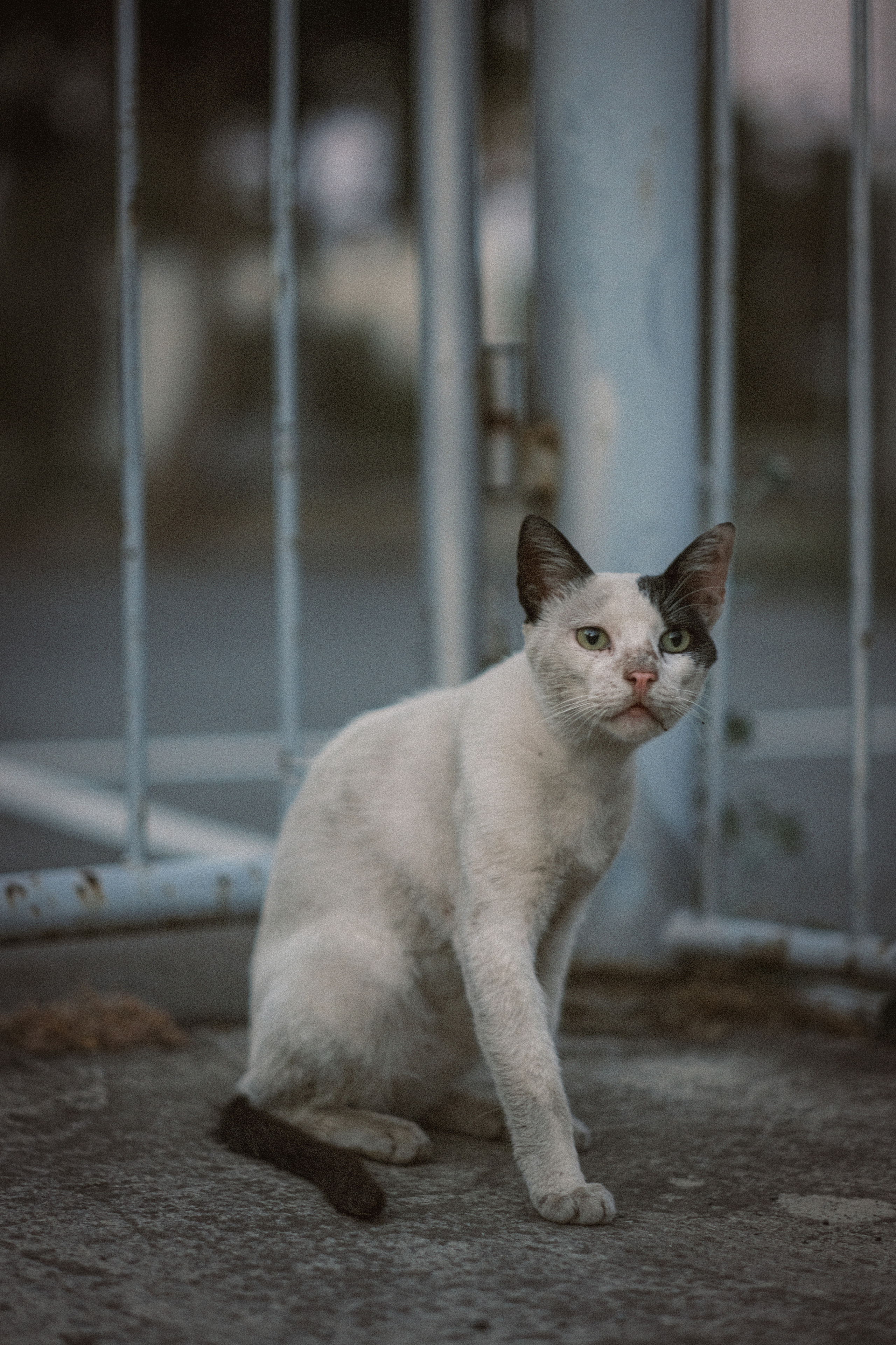Stray Cats | Stray cats Animal | FUJIFILM X-Pro3 | YuKo Photography 📸🐾 Travel Photography | Fujifilm Adventures | Stray Cats Chronicles | Stray Cat photography | Stray cat photos