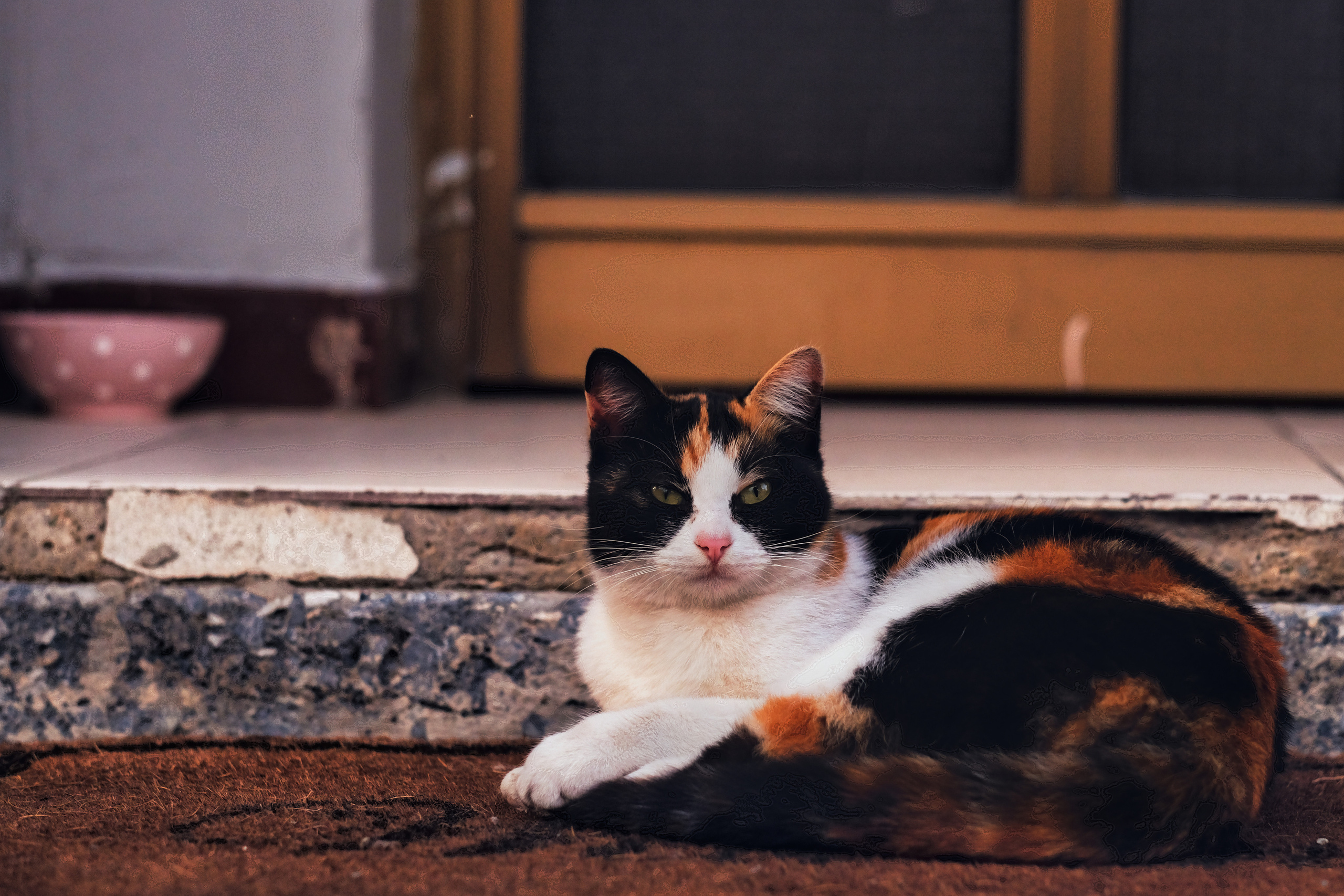 Stray Cats from all the World | YukoPhotography 📸🐾 Travel Photography | Fujifilm Adventures | Stray Cats Chronicles | Stray Cat photography | Stray cat photos