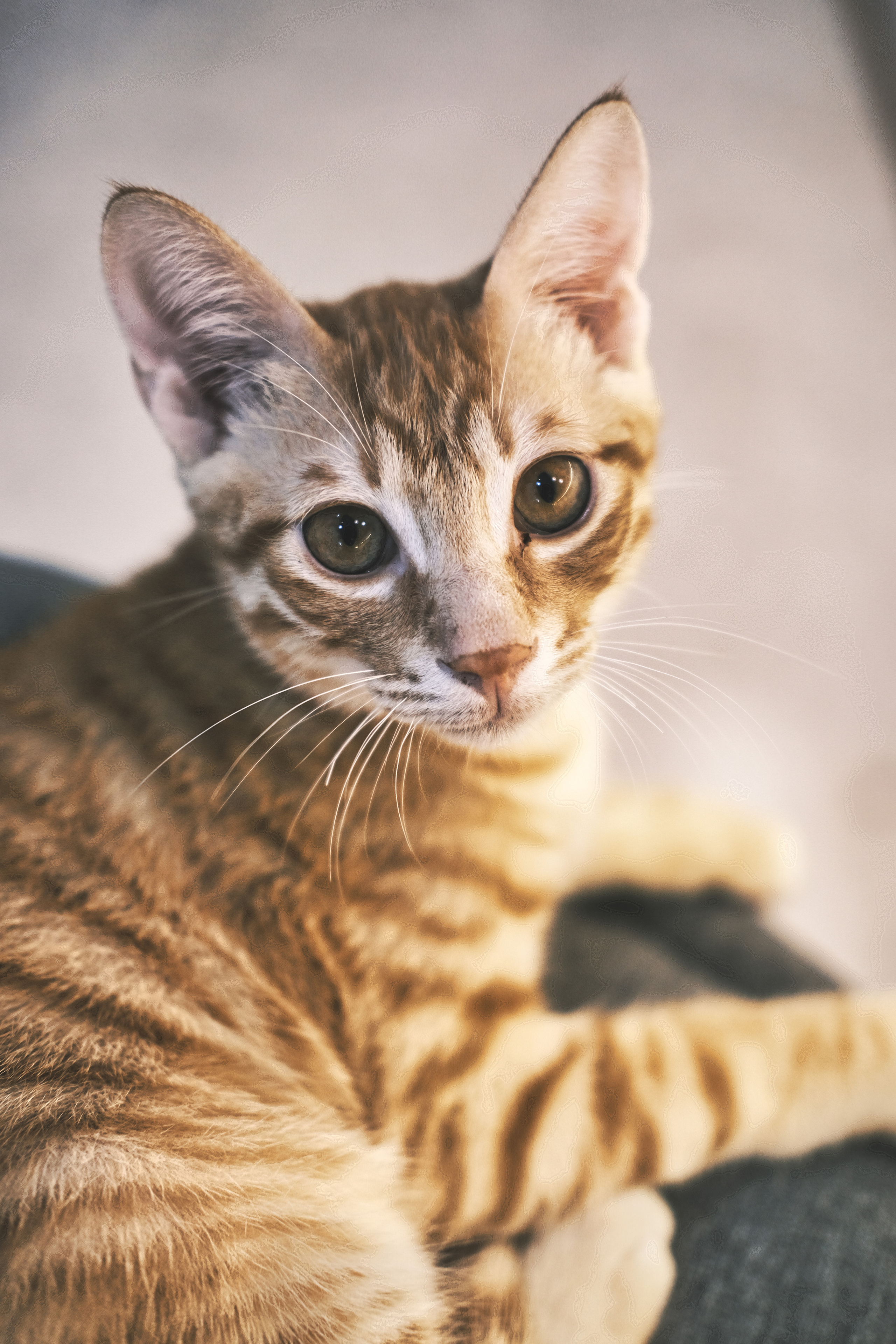 Stray Cats | Stray cats Animal | FUJIFILM X-Pro3 | YuKo Photography 📸🐾 Travel Photography | Fujifilm Adventures | Stray Cats Chronicles | Stray Cat photography | Stray cat photos