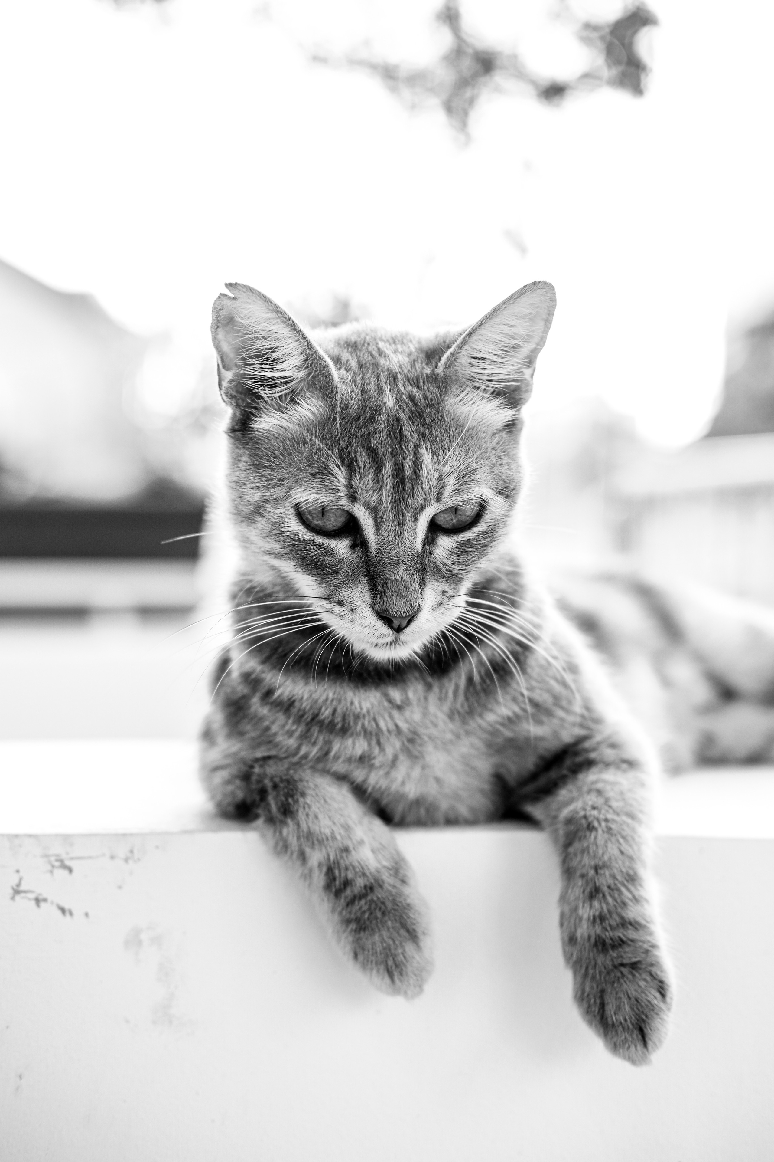 Stray Cats | Stray cats Animal | FUJIFILM X-Pro3 | YuKo Photography 📸🐾 Travel Photography | Fujifilm Adventures | Stray Cats Chronicles | Stray Cat photography | Stray cat photos