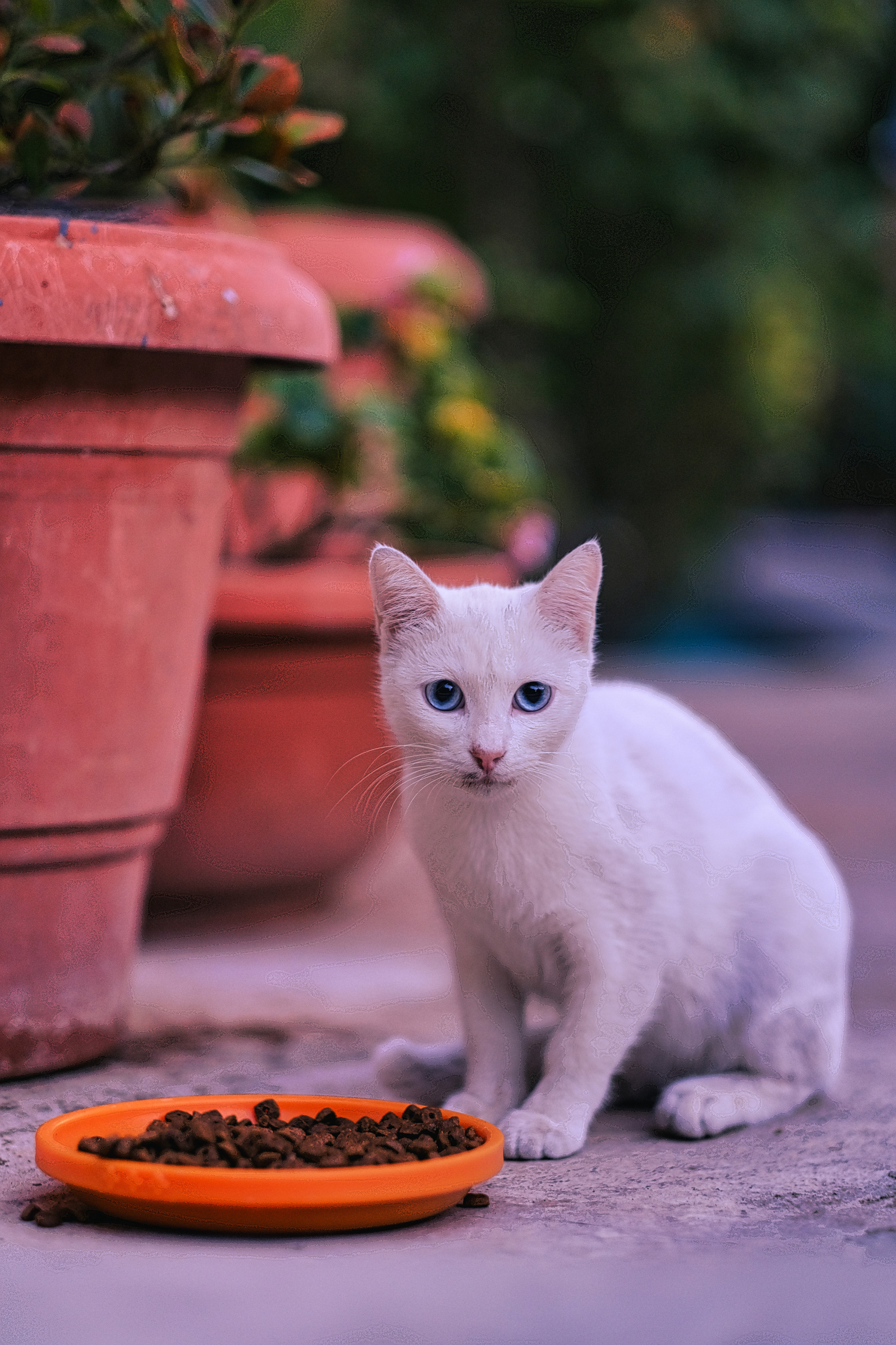 Stray Cats | Stray cats Animal | FUJIFILM X-Pro3 | YuKo Photography 📸🐾 Travel Photography | Fujifilm Adventures | Stray Cats Chronicles | Stray Cat photography | Stray cat photos