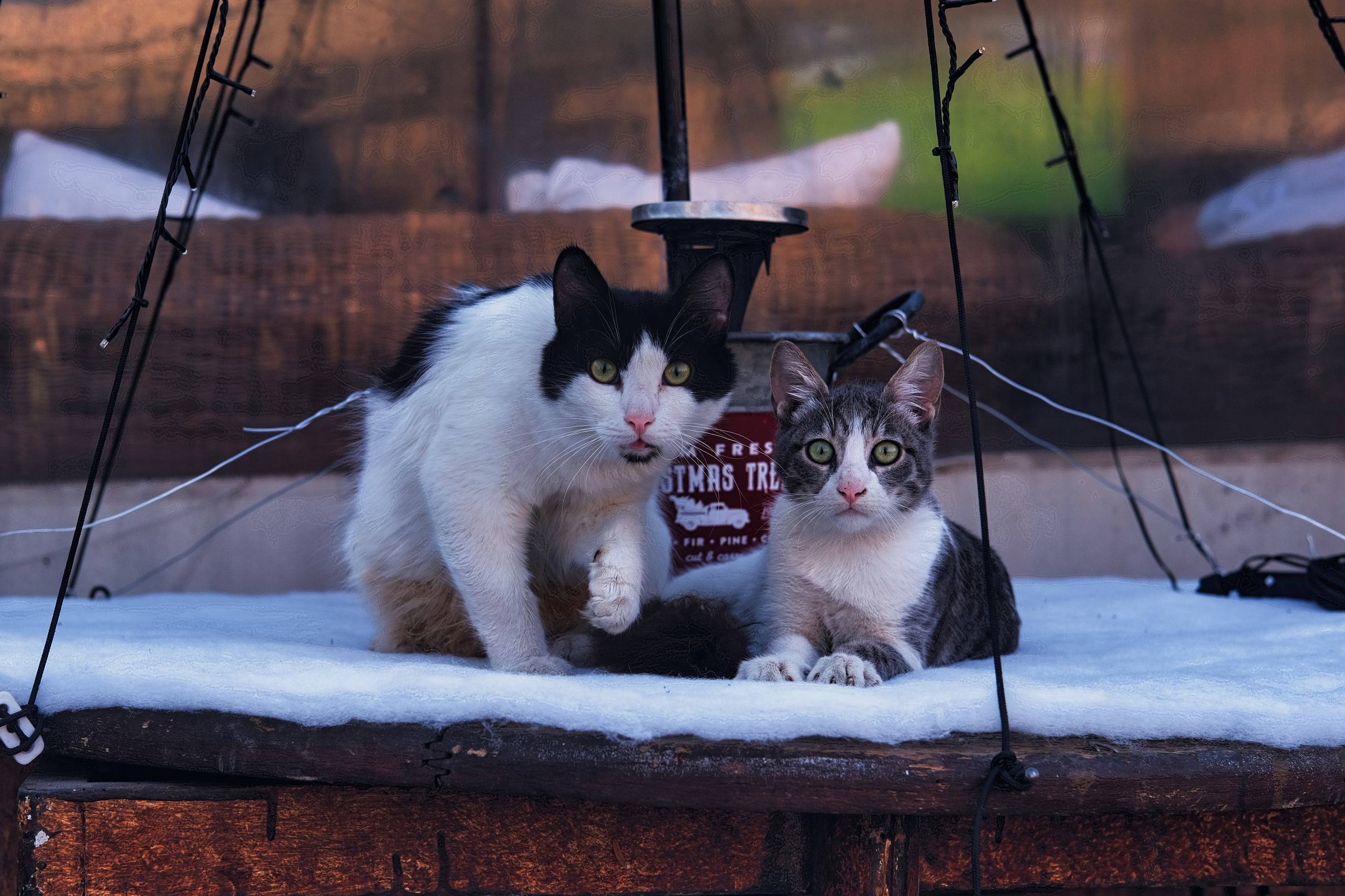 Stray Cats | Stray cats Animal | FUJIFILM X-Pro3 | YuKo Photography 📸🐾 Travel Photography | Fujifilm Adventures | Stray Cats Chronicles | Stray Cat photography | Stray cat photos