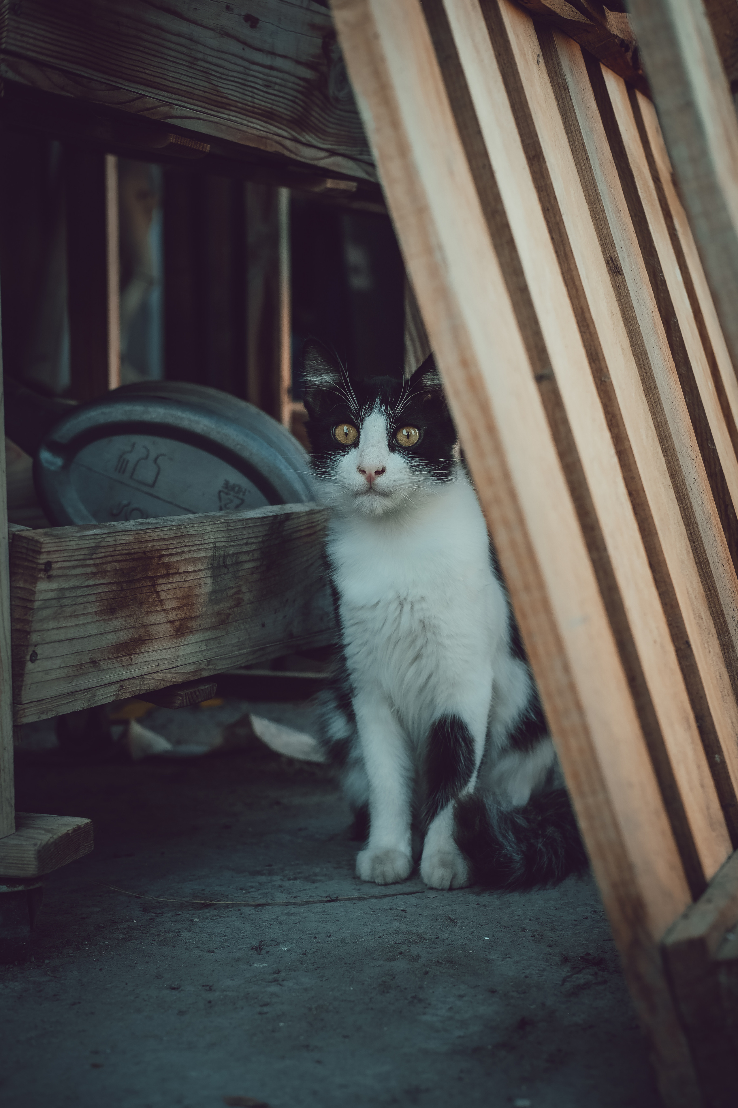 Stray Cats from all the World | YukoPhotography 📸🐾 Travel Photography | Fujifilm Adventures | Stray Cats Chronicles | Stray Cat photography | Stray cat photos