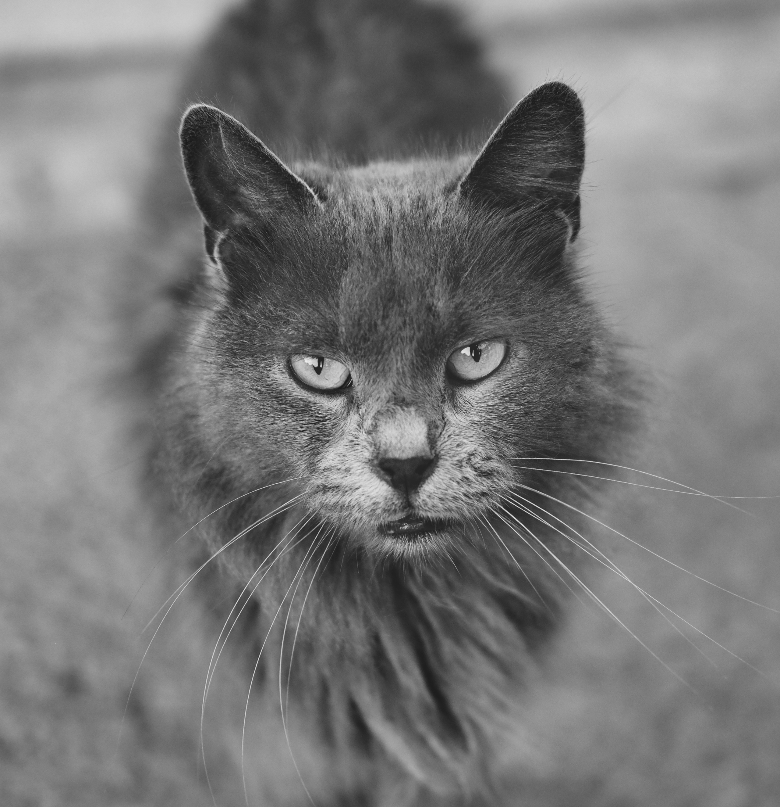 Stray Cats | Stray cats Animal | FUJIFILM X-Pro3 | YuKo Photography 📸🐾 Travel Photography | Fujifilm Adventures | Stray Cats Chronicles | Stray Cat photography | Stray cat photos