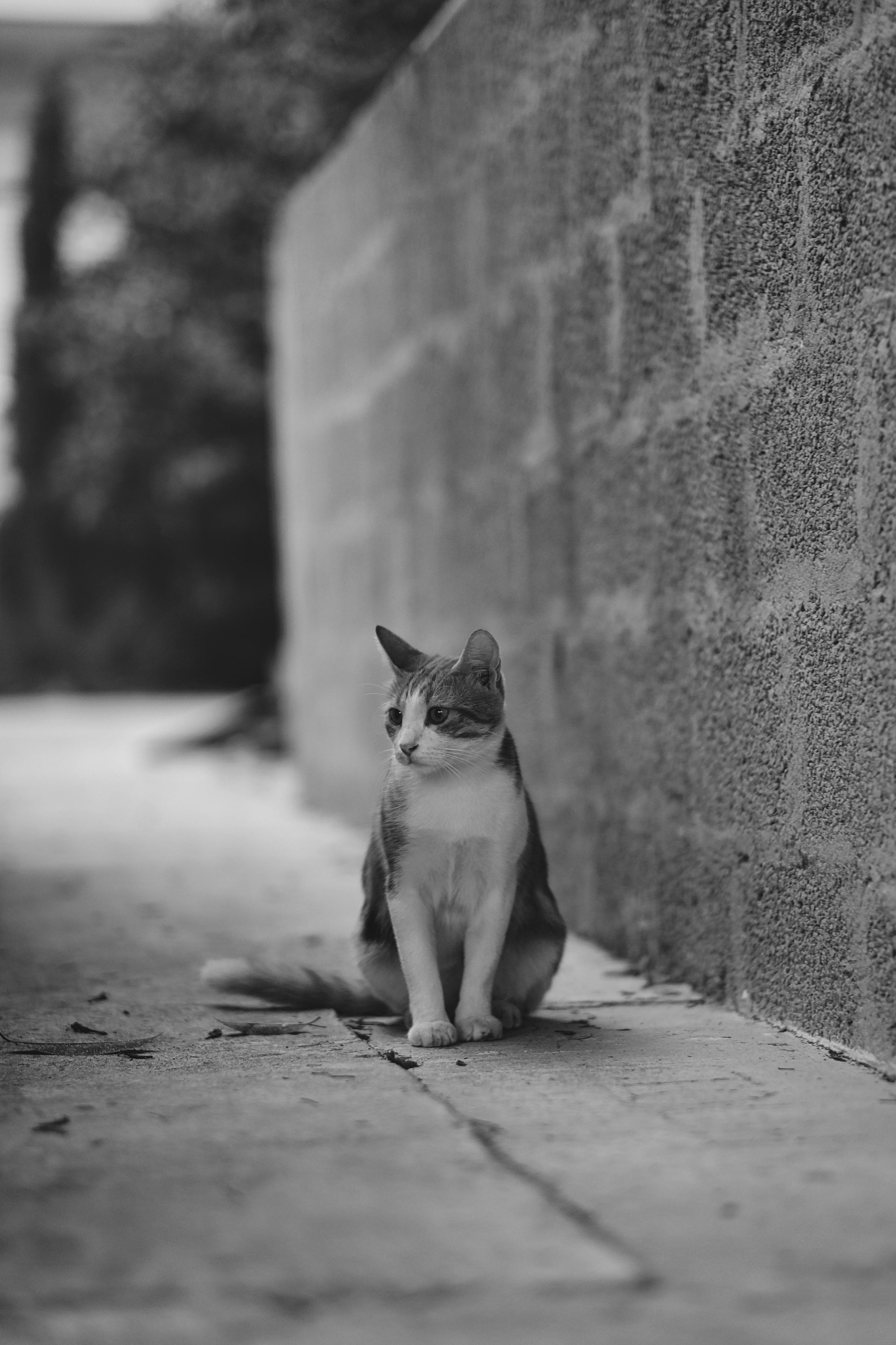 Stray Cats | Stray cats Animal | FUJIFILM X-Pro3 | YuKo Photography 📸🐾 Travel Photography | Fujifilm Adventures | Stray Cats Chronicles | Stray Cat photography | Stray cat photos