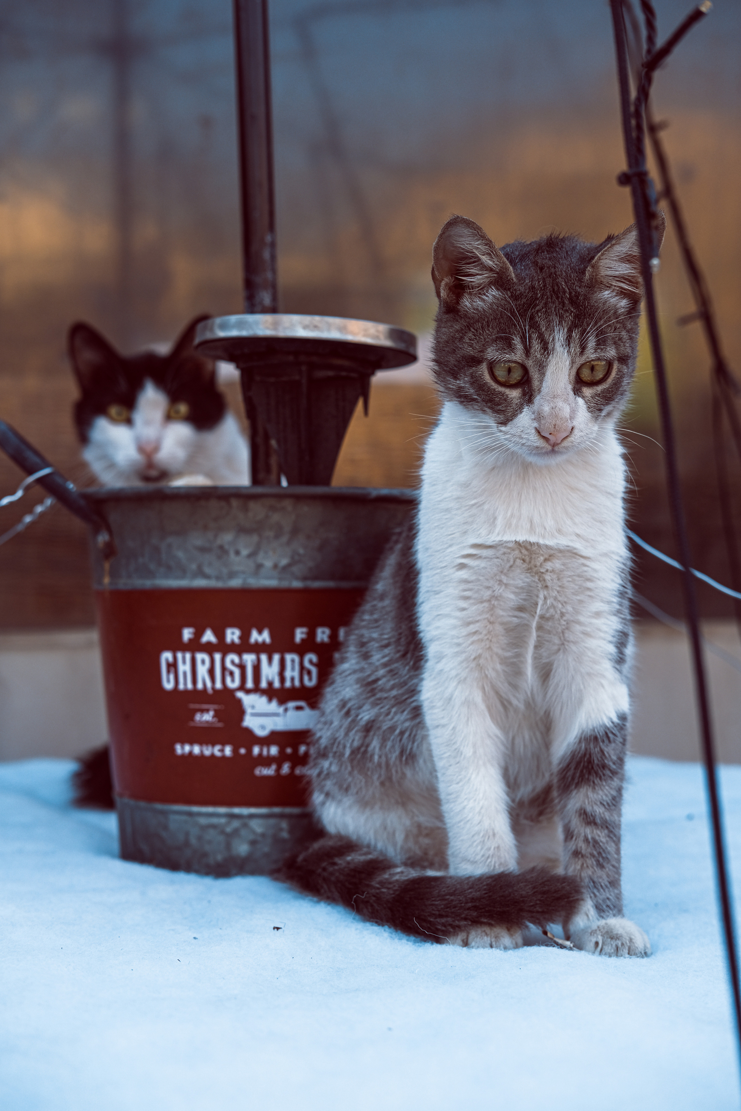 Stray Cats from all the World | YukoPhotography 📸🐾 Travel Photography | Fujifilm Adventures | Stray Cats Chronicles | Stray Cat photography | Stray cat photos