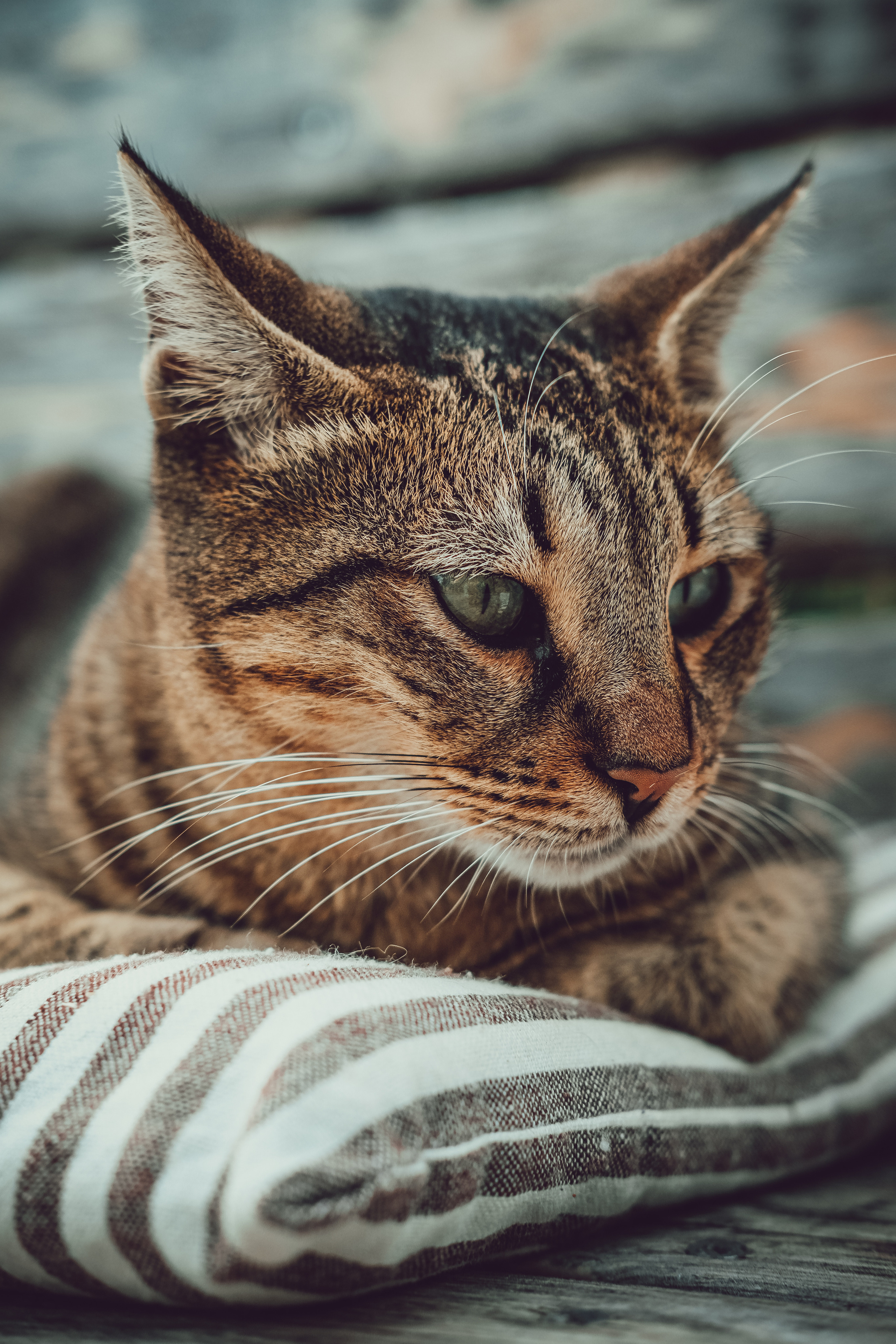 📸🐾 Travel Photography | Fujifilm Adventures | Stray Cats Chronicles | Stray Cat photography | Stray cat photos
