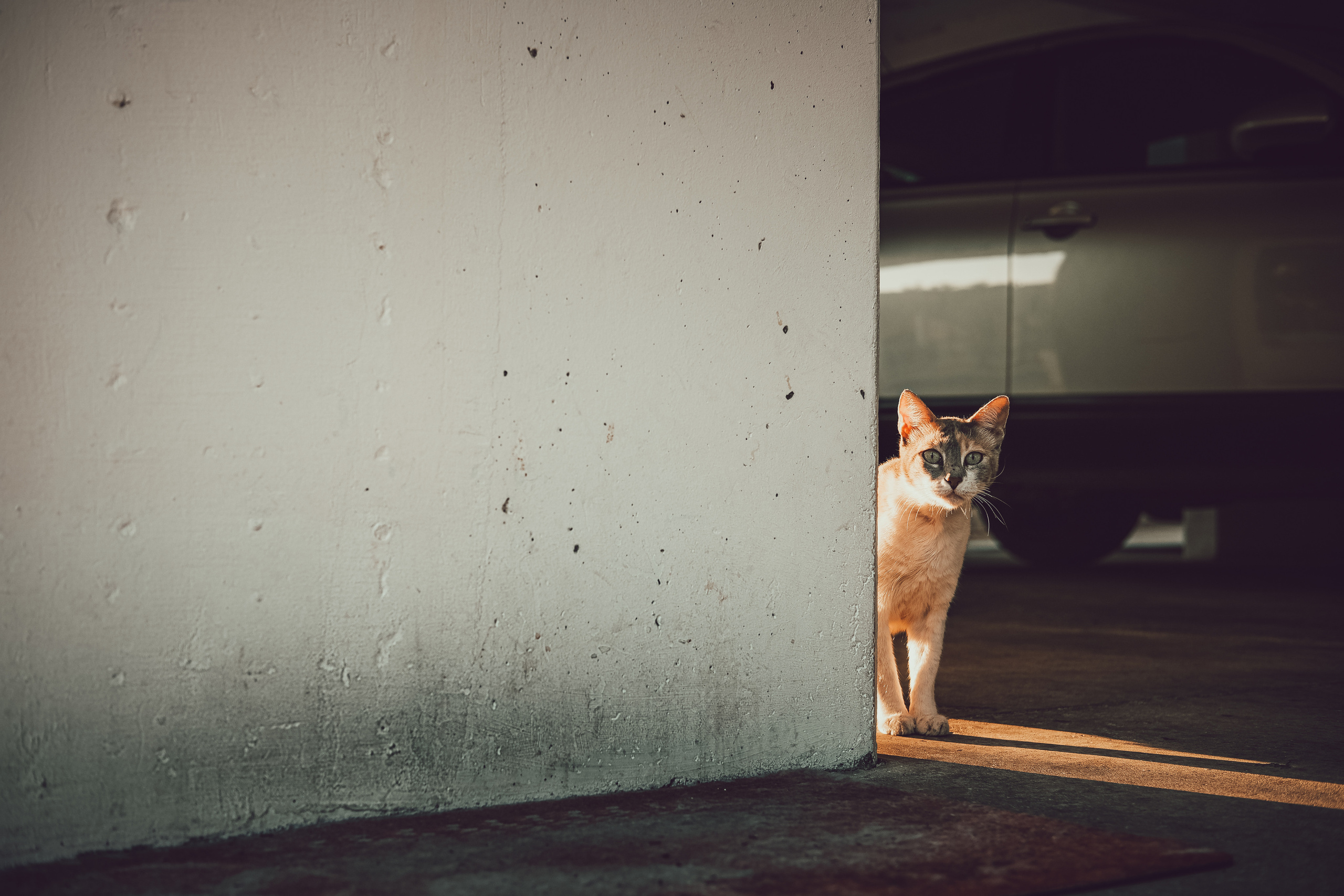 Stray Cats from all the World | YukoPhotography 📸🐾 Travel Photography | Fujifilm Adventures | Stray Cats Chronicles | Stray Cat photography | Stray cat photos