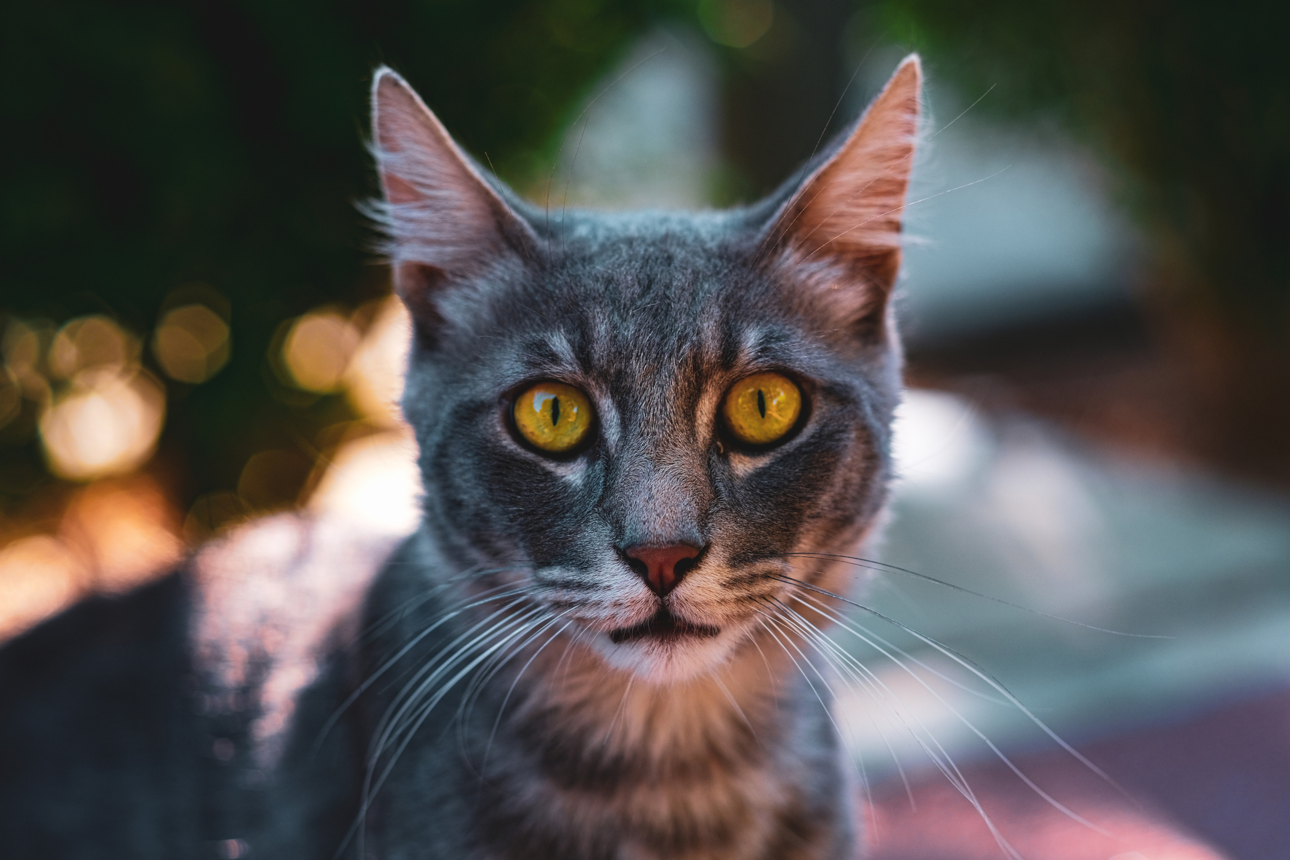 Stray Cats | Stray cats Animal | FUJIFILM X-Pro3 | YuKo Photography 📸🐾 Travel Photography | Fujifilm Adventures | Stray Cats Chronicles | Stray Cat photography | Stray cat photos