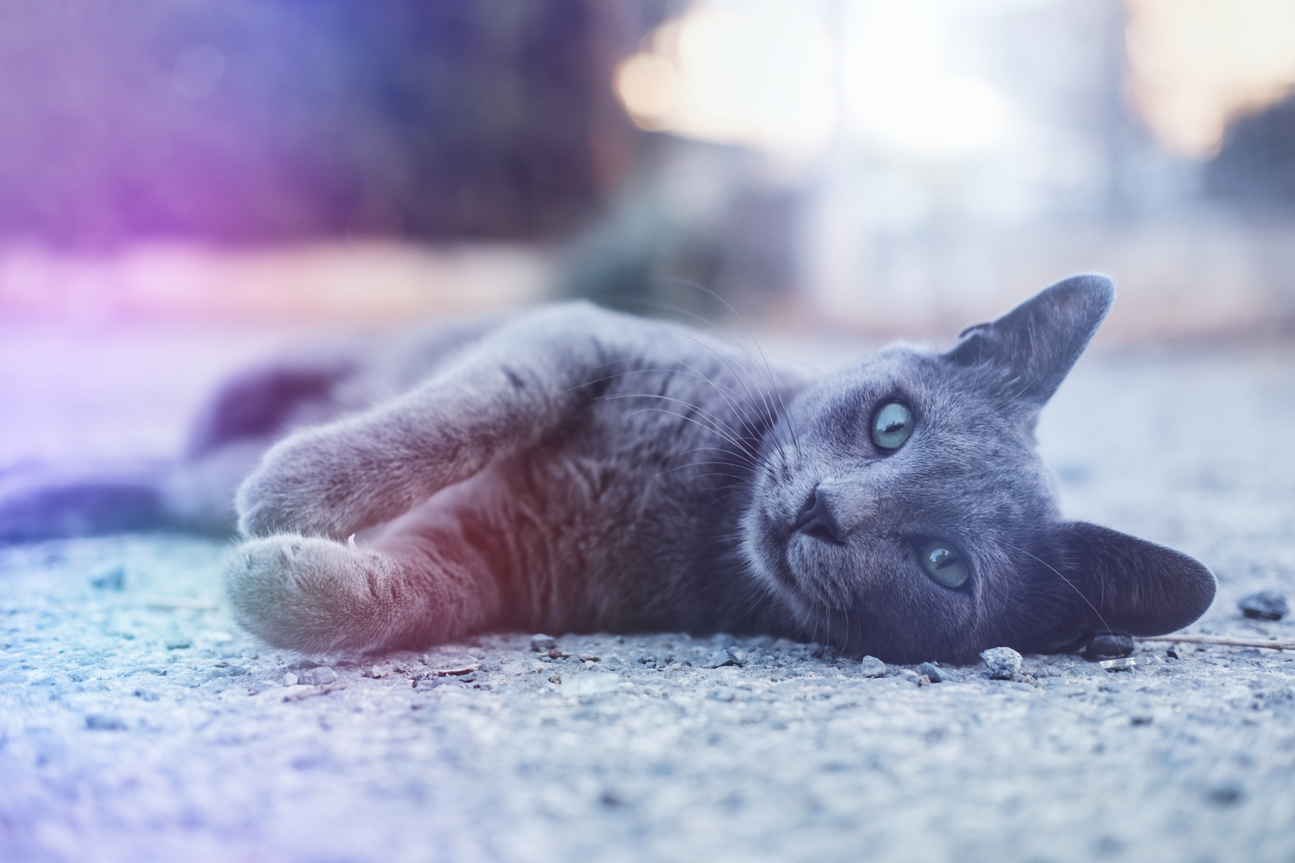 Stray Cats | Stray cats Animal | FUJIFILM X-Pro3 | YuKo Photography 📸🐾 Travel Photography | Fujifilm Adventures | Stray Cats Chronicles | Stray Cat photography | Stray cat photos