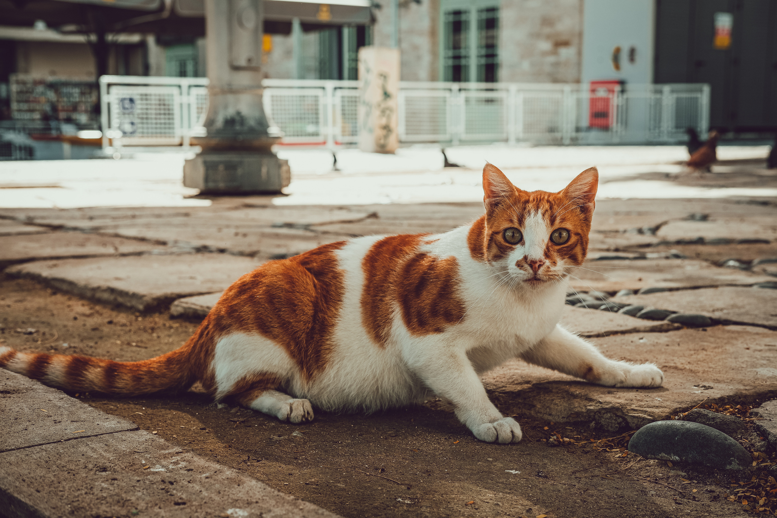 Stray Cats from all the World | YukoPhotography 📸🐾 Travel Photography | Fujifilm Adventures | Stray Cats Chronicles | Stray Cat photography | Stray cat photos