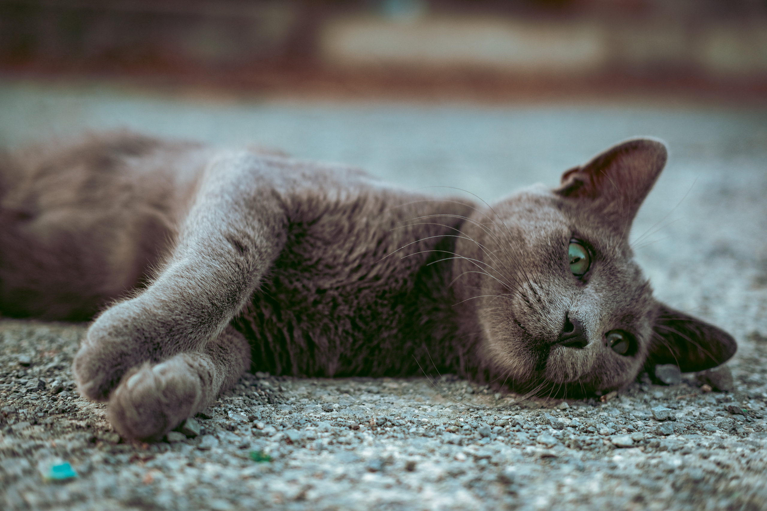 Stray Cats | Stray cats Animal | FUJIFILM X-Pro3 | YuKo Photography 📸🐾 Travel Photography | Fujifilm Adventures | Stray Cats Chronicles | Stray Cat photography | Stray cat photos