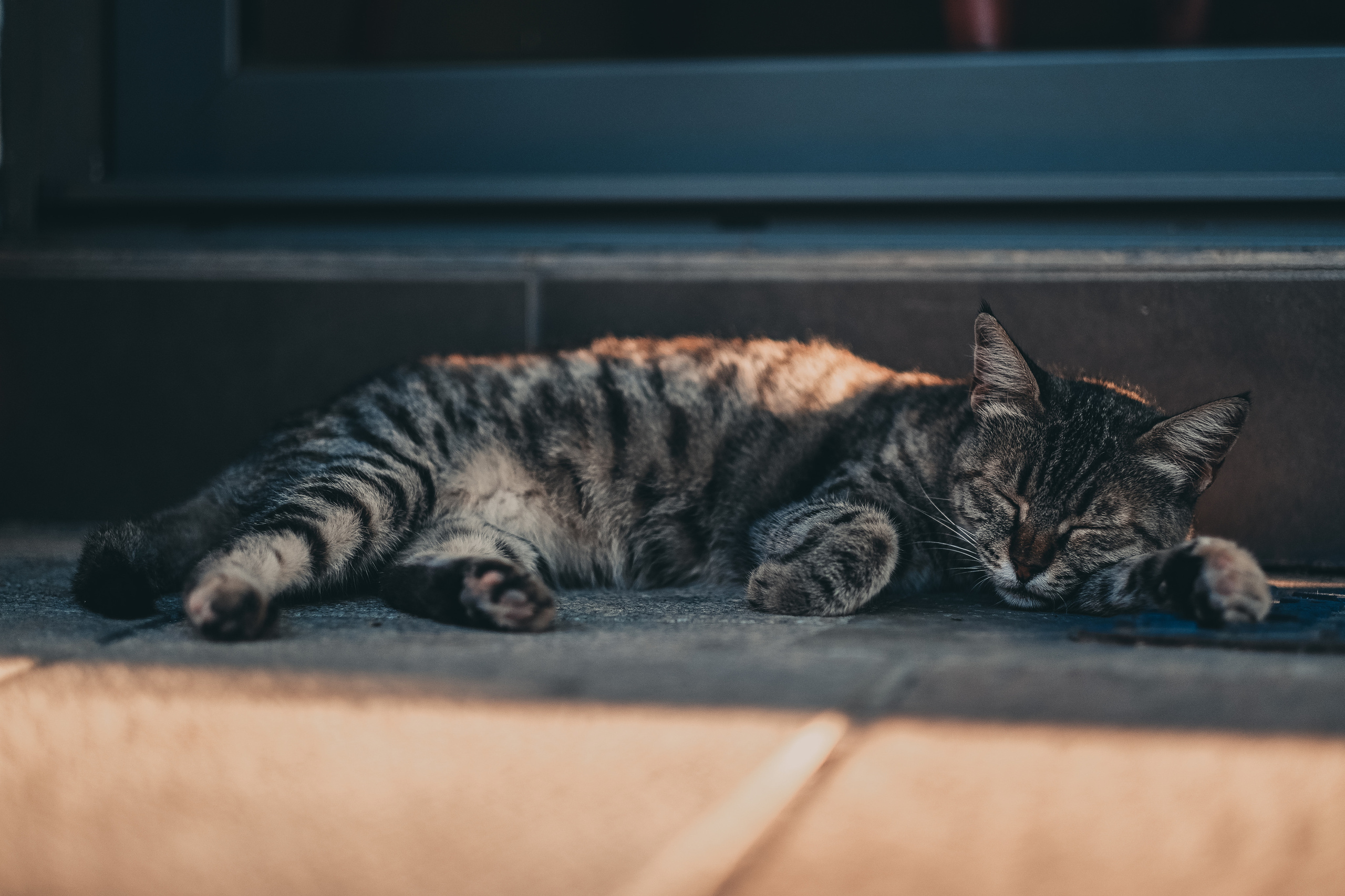 Stray Cats | Stray cats Animal | FUJIFILM X-Pro3 | YuKo Photography 📸🐾 Travel Photography | Fujifilm Adventures | Stray Cats Chronicles | Stray Cat photography | Stray cat photos