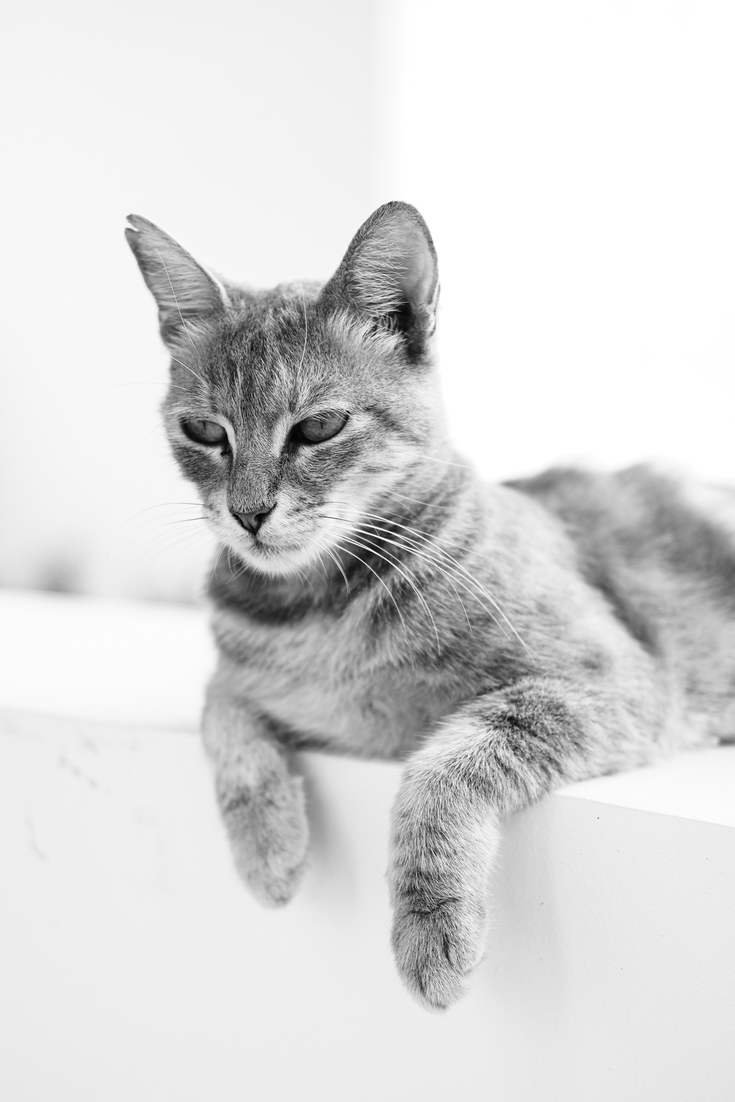 Stray Cats | Stray cats Animal | FUJIFILM X-Pro3 | YuKo Photography 📸🐾 Travel Photography | Fujifilm Adventures | Stray Cats Chronicles | Stray Cat photography | Stray cat photos