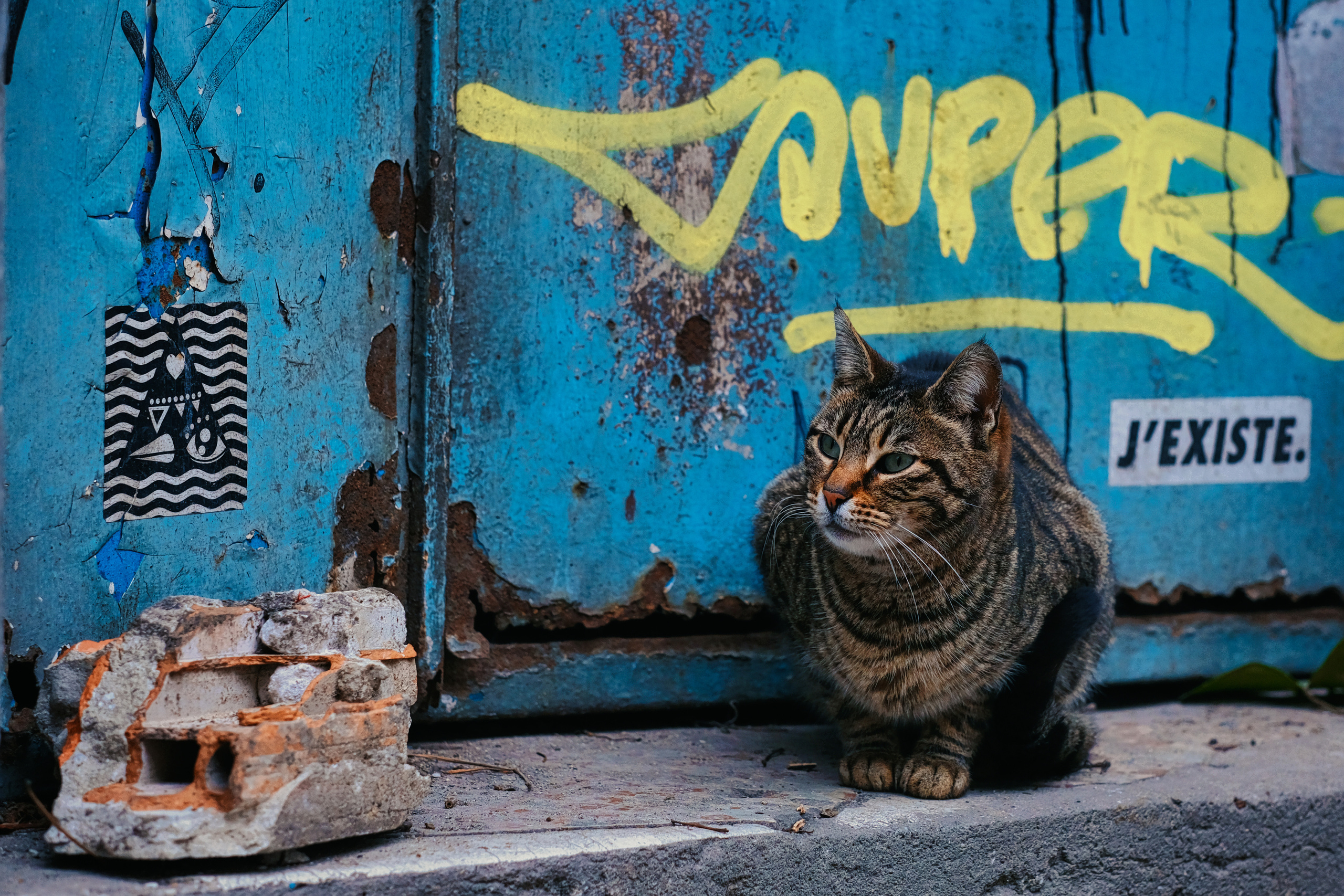 Stray Cats | Stray cats Animal | FUJIFILM X-Pro3 | YuKo Photography 📸🐾 Travel Photography | Fujifilm Adventures | Stray Cats Chronicles | Stray Cat photography | Stray cat photos