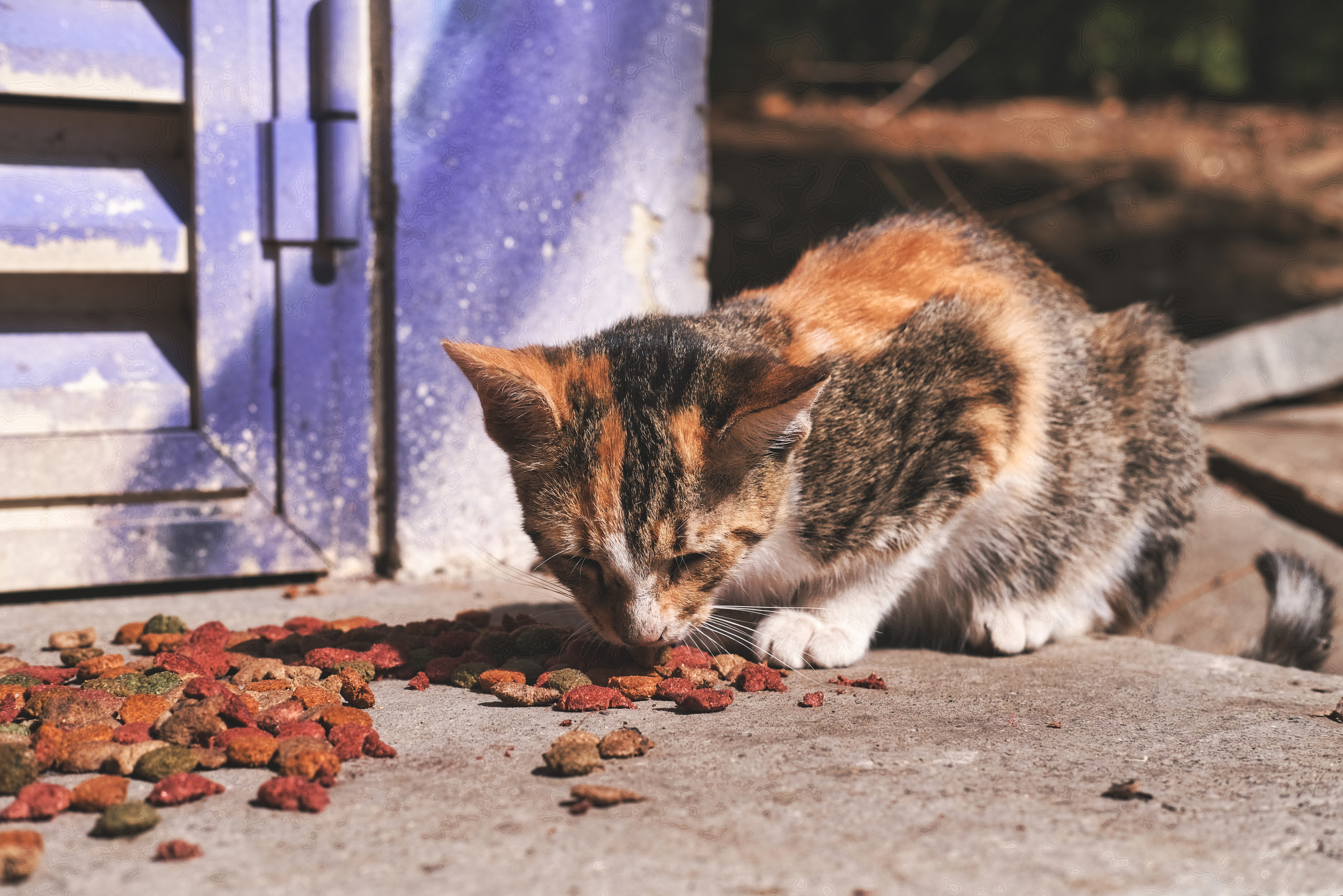 Stray Cats | Stray cats Animal | FUJIFILM X-Pro3 | YuKo Photography 📸🐾 Travel Photography | Fujifilm Adventures | Stray Cats Chronicles | Stray Cat photography | Stray cat photos