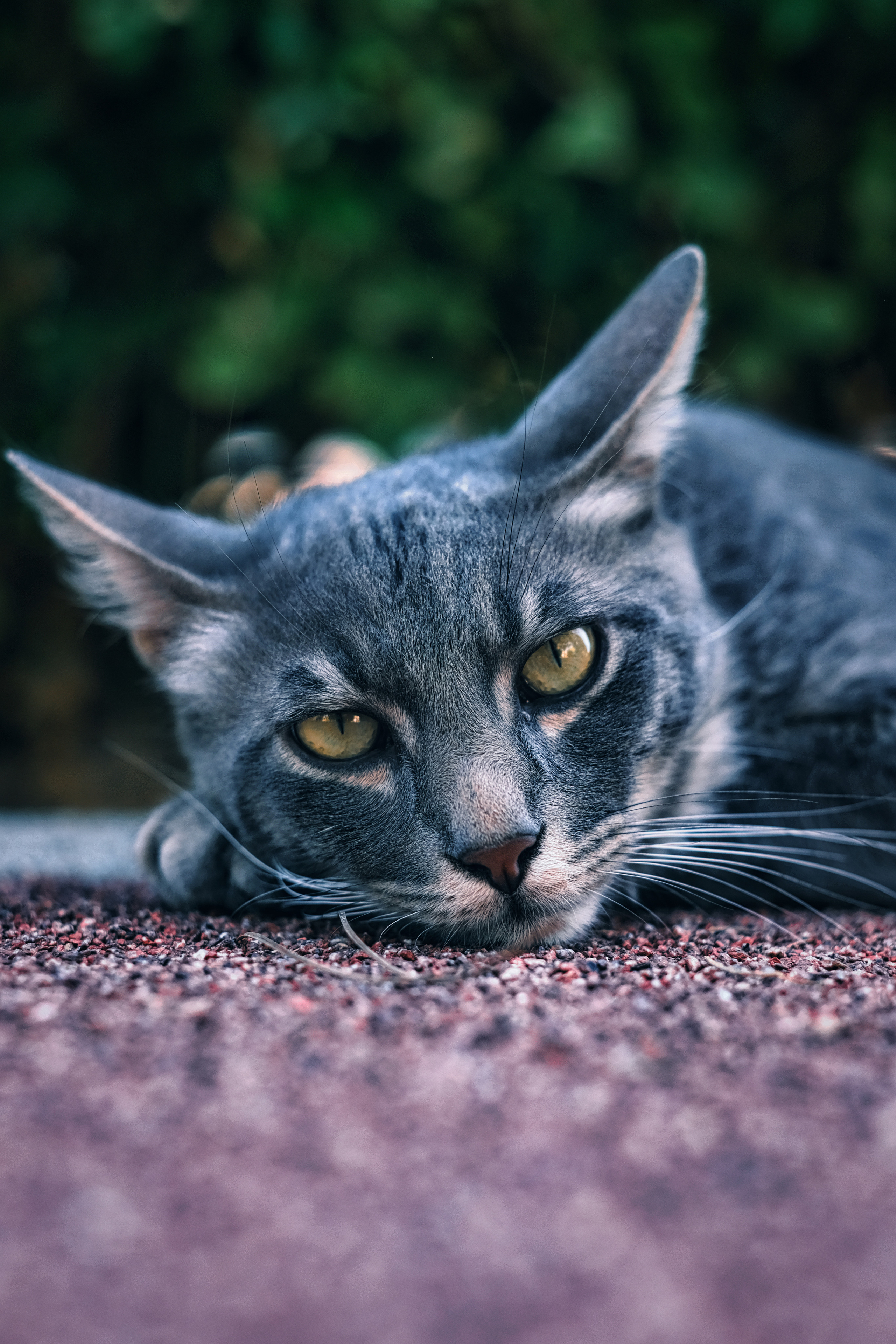 Stray Cats | Stray cats Animal | FUJIFILM X-Pro3 | YuKo Photography 📸🐾 Travel Photography | Fujifilm Adventures | Stray Cats Chronicles | Stray Cat photography | Stray cat photos