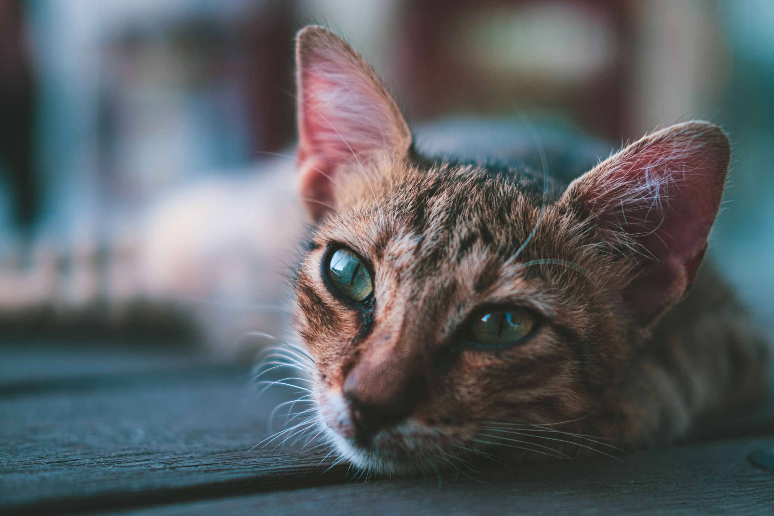 Stray Cats | Stray cats Animal | FUJIFILM X-Pro3 | YuKo Photography 📸🐾 Travel Photography | Fujifilm Adventures | Stray Cats Chronicles | Stray Cat photography | Stray cat photos