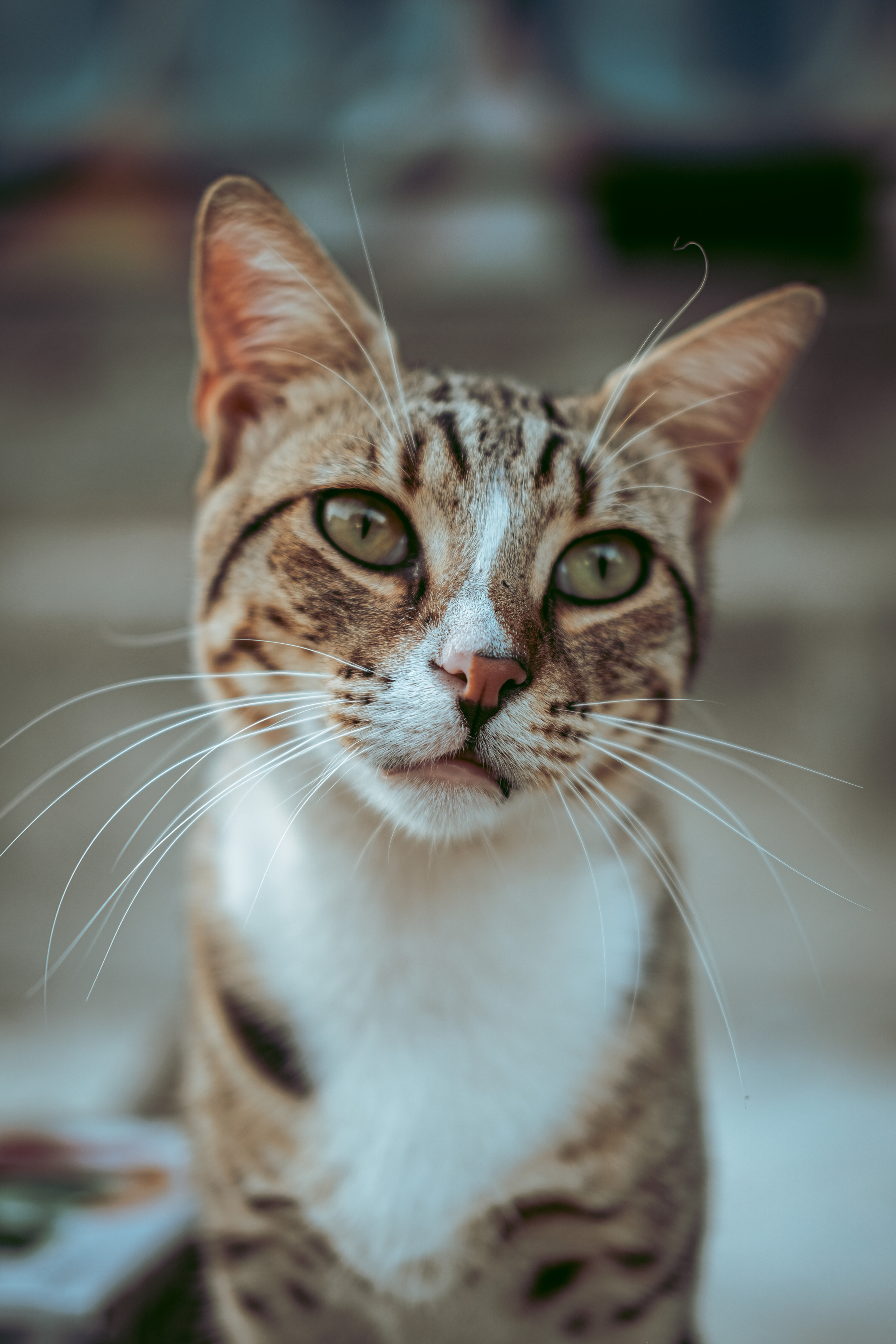 Stray Cats | Stray cats Animal | FUJIFILM X-Pro3 | YuKo Photography 📸🐾 Travel Photography | Fujifilm Adventures | Stray Cats Chronicles | Stray Cat photography | Stray cat photos
