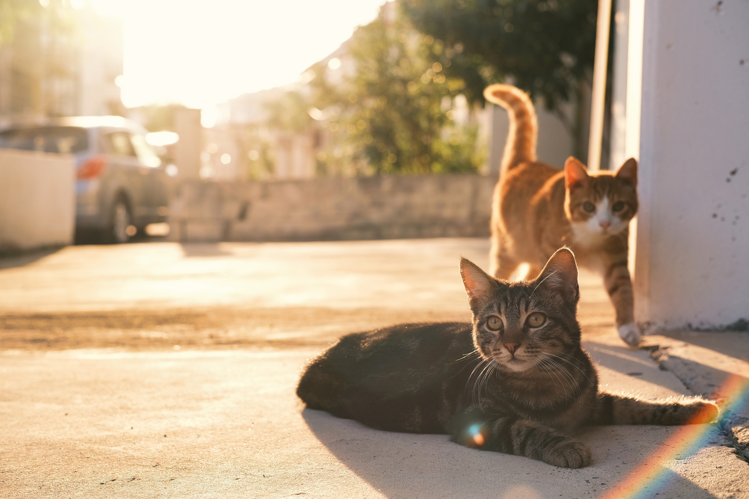 Stray Cats from all the World | YukoPhotography 📸🐾 Travel Photography | Fujifilm Adventures | Stray Cats Chronicles | Stray Cat photography | Stray cat photos