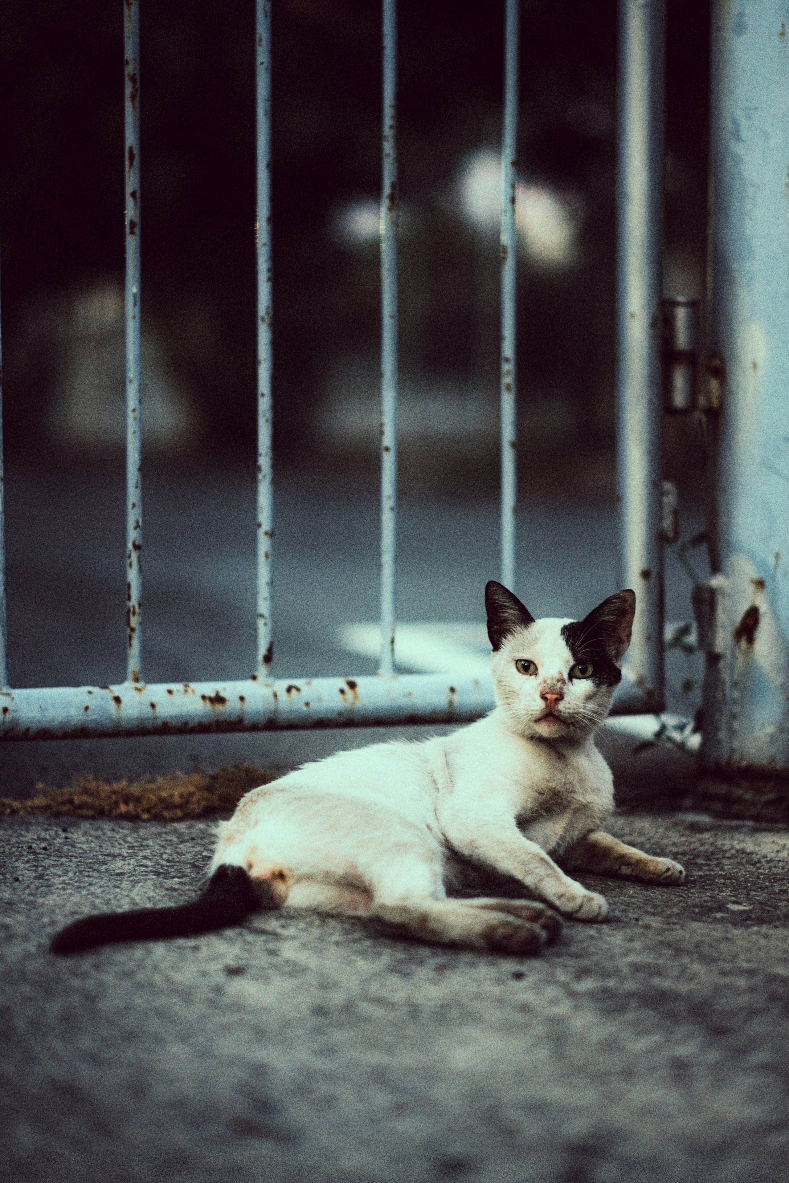 Stray Cats | Stray cats Animal | FUJIFILM X-Pro3 | YuKo Photography 📸🐾 Travel Photography | Fujifilm Adventures | Stray Cats Chronicles | Stray Cat photography | Stray cat photos