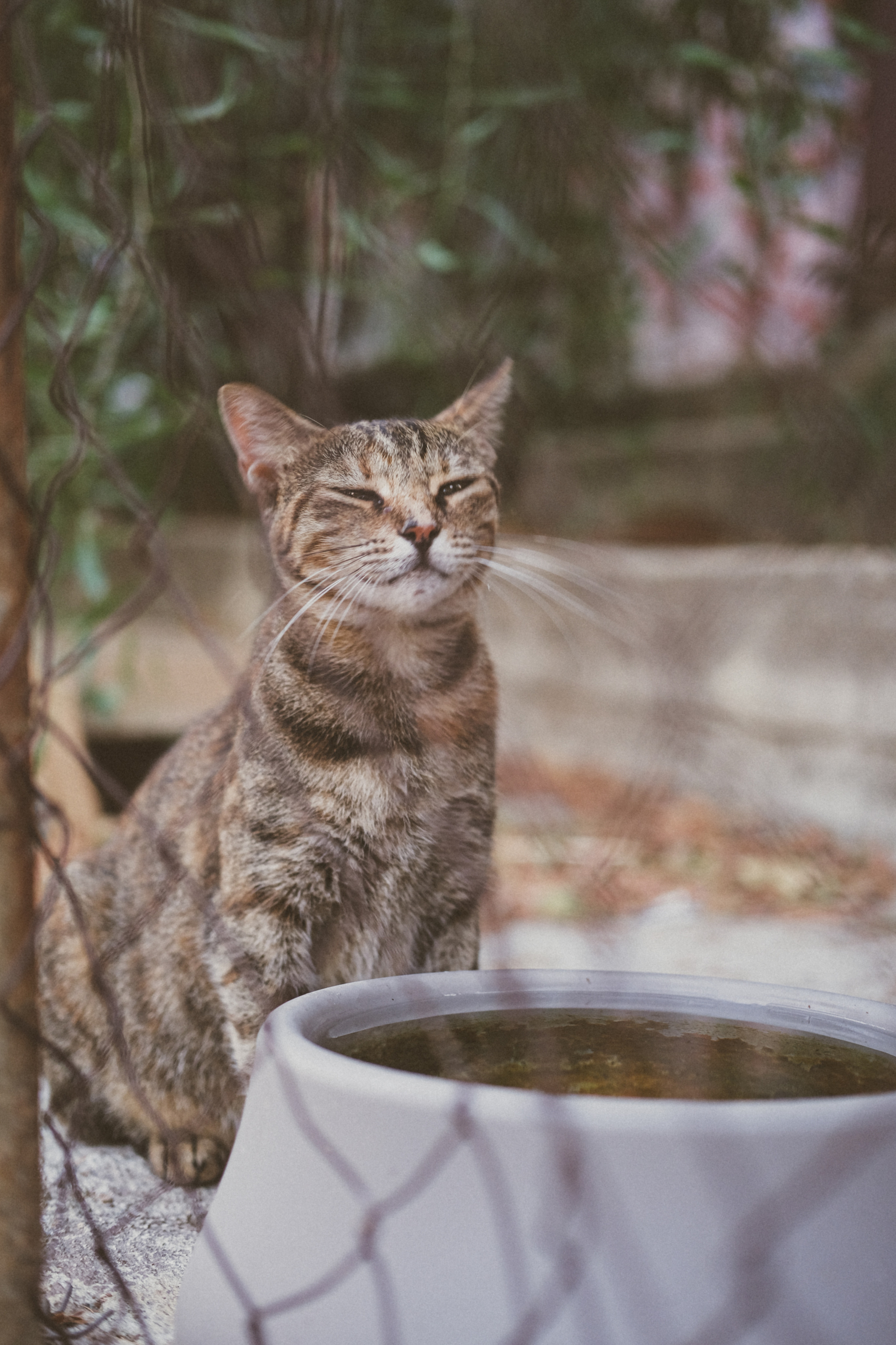 Stray Cats | Stray cats Animal | FUJIFILM X-Pro3 | YuKo Photography 📸🐾 Travel Photography | Fujifilm Adventures | Stray Cats Chronicles | Stray Cat photography | Stray cat photos