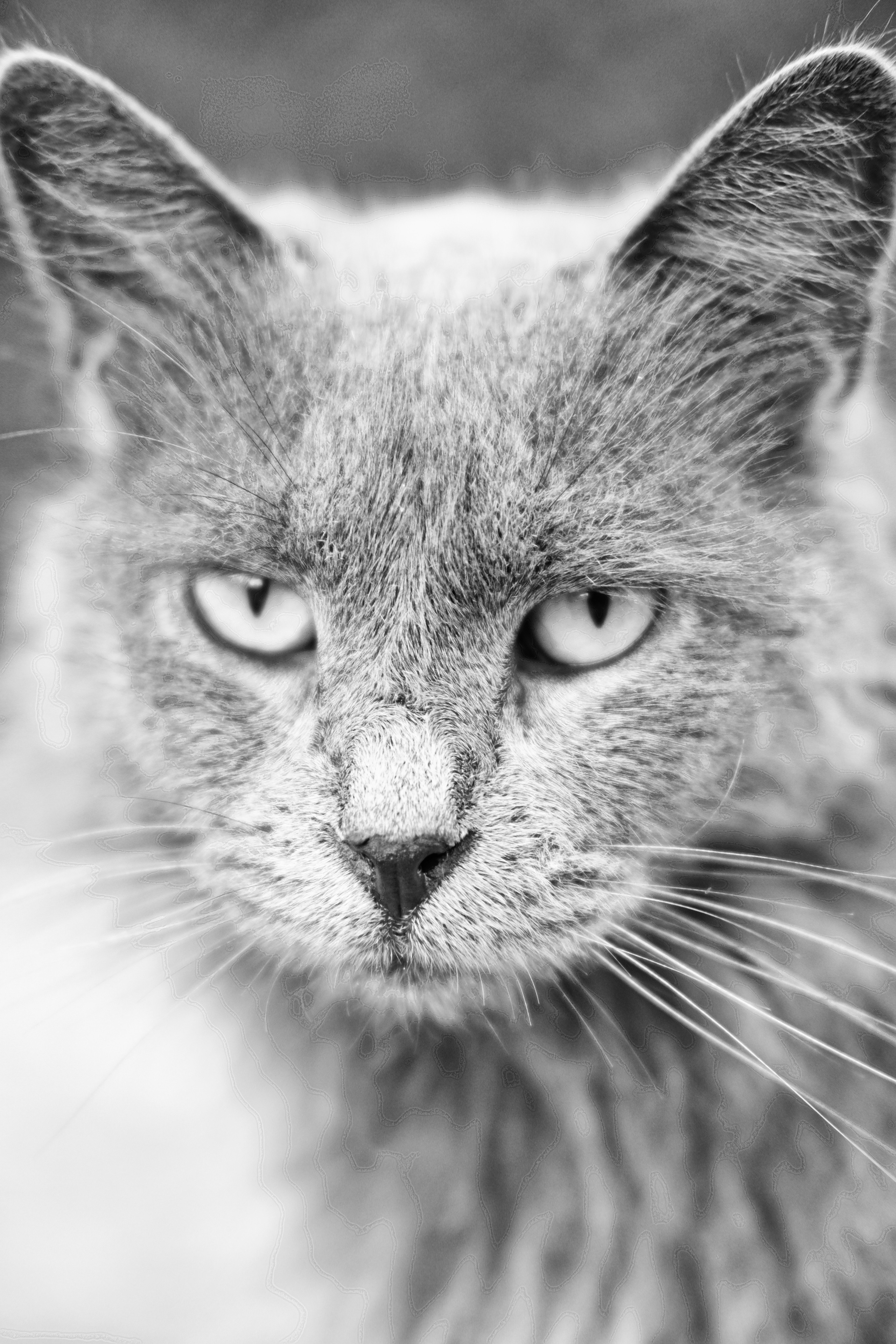 Stray Cats | Stray cats Animal | FUJIFILM X-Pro3 | YuKo Photography 📸🐾 Travel Photography | Fujifilm Adventures | Stray Cats Chronicles | Stray Cat photography | Stray cat photos
