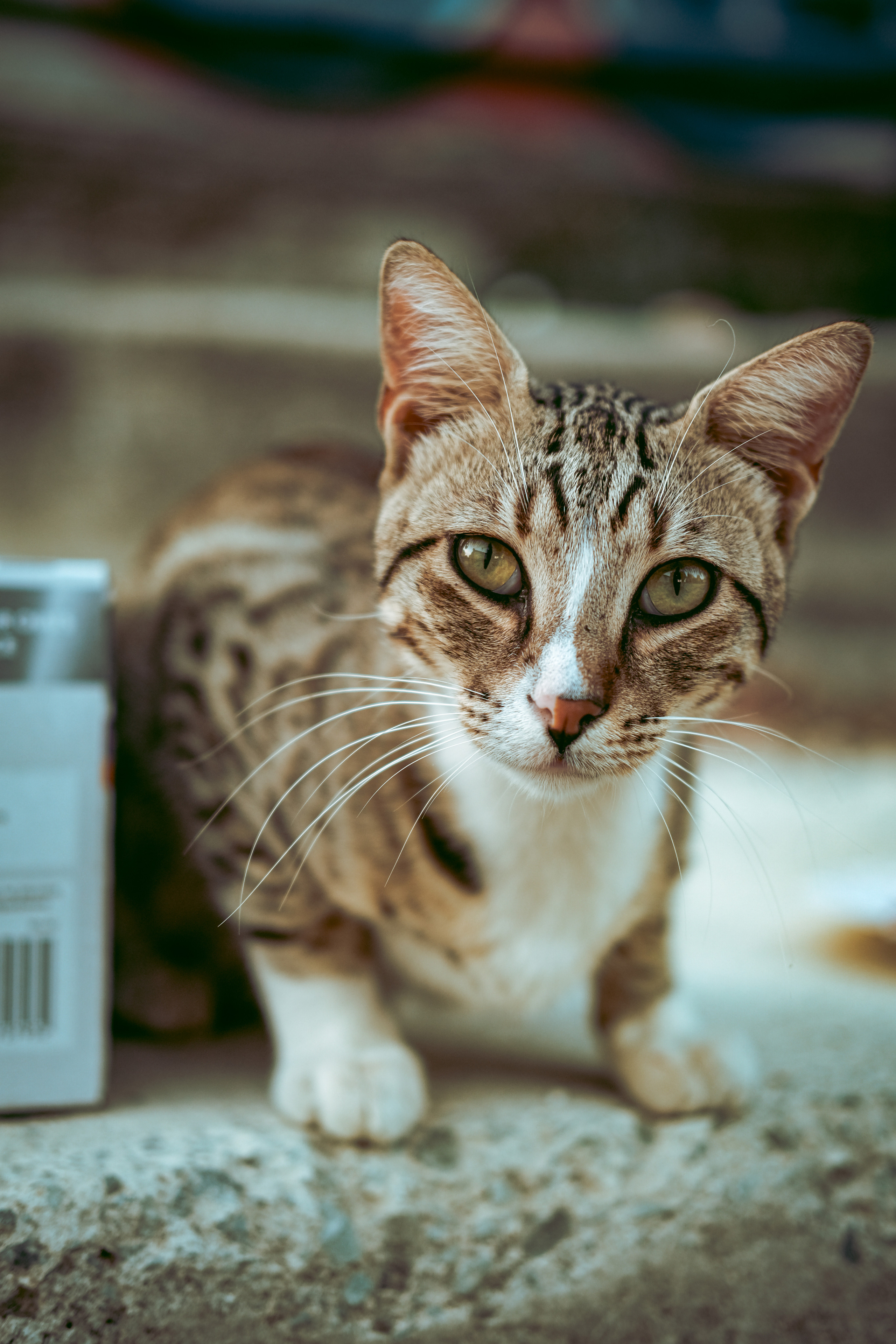 Stray Cats | Stray cats Animal | FUJIFILM X-Pro3 | YuKo Photography 📸🐾 Travel Photography | Fujifilm Adventures | Stray Cats Chronicles | Stray Cat photography | Stray cat photos