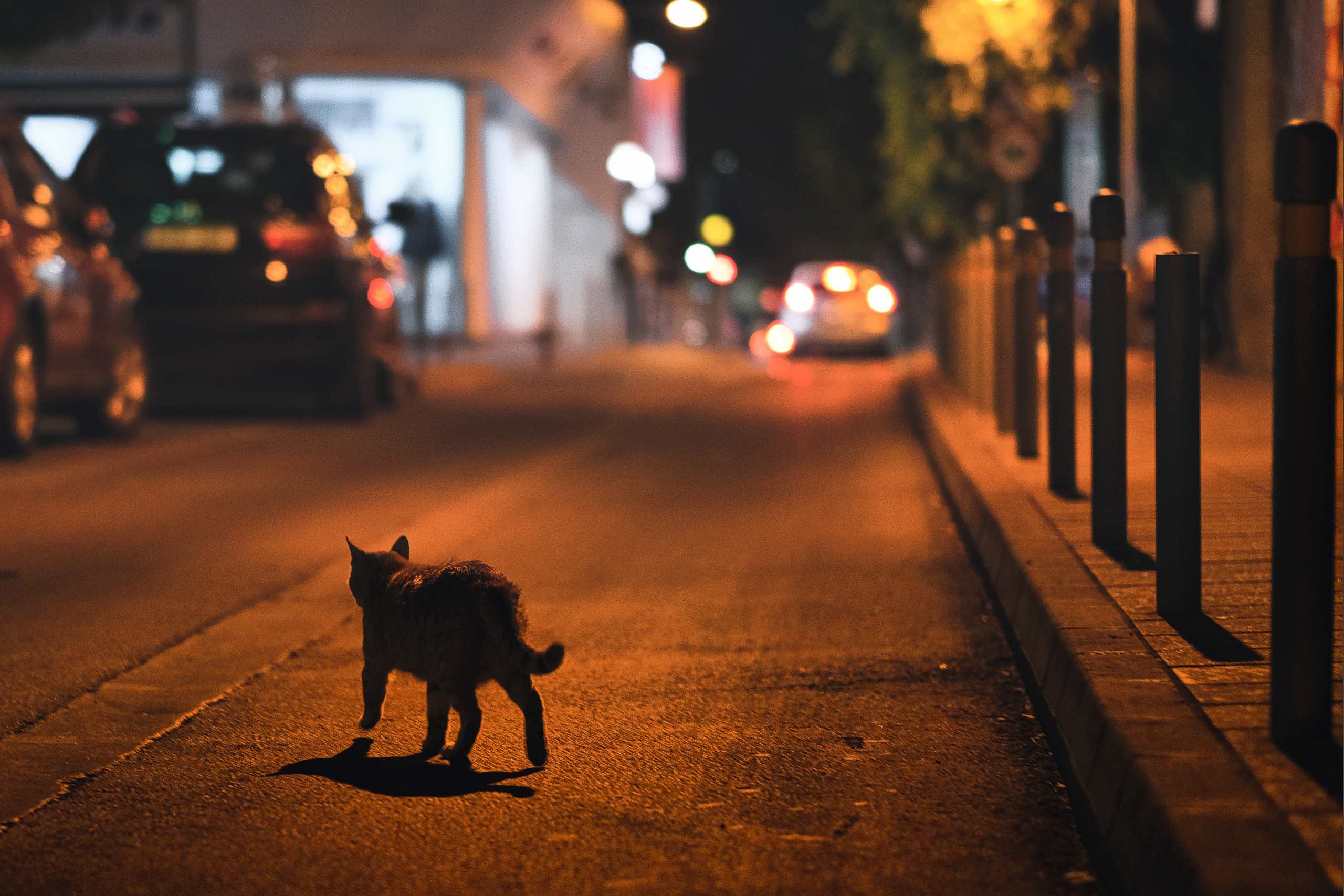 Stray Cats from all the World | YukoPhotography 📸🐾 Travel Photography | Fujifilm Adventures | Stray Cats Chronicles | Stray Cat photography | Stray cat photos