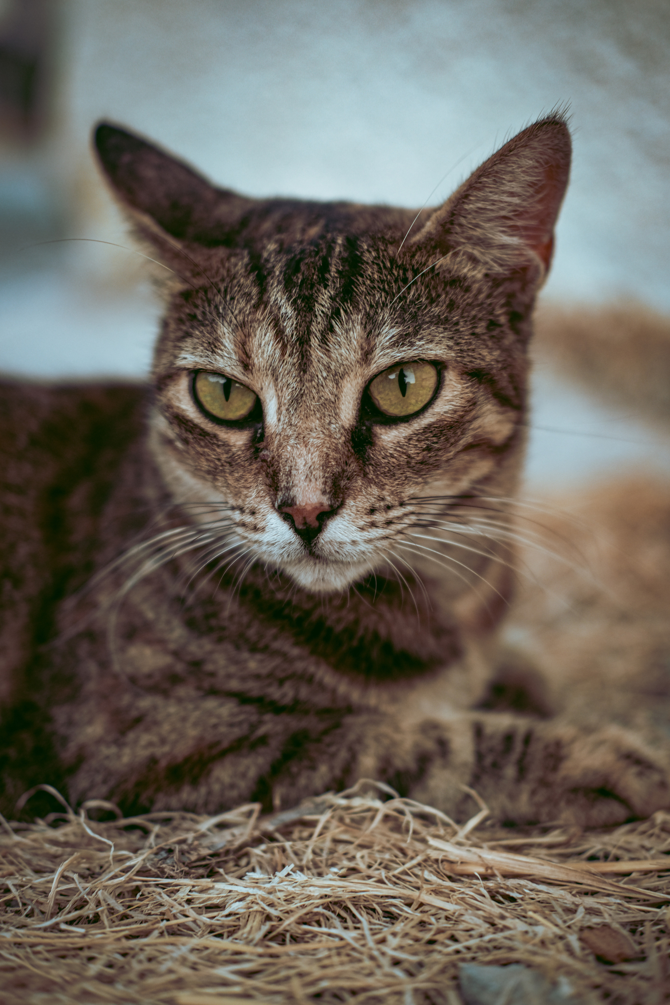 Stray Cats | Stray cats Animal | FUJIFILM X-Pro3 | YuKo Photography 📸🐾 Travel Photography | Fujifilm Adventures | Stray Cats Chronicles | Stray Cat photography | Stray cat photos