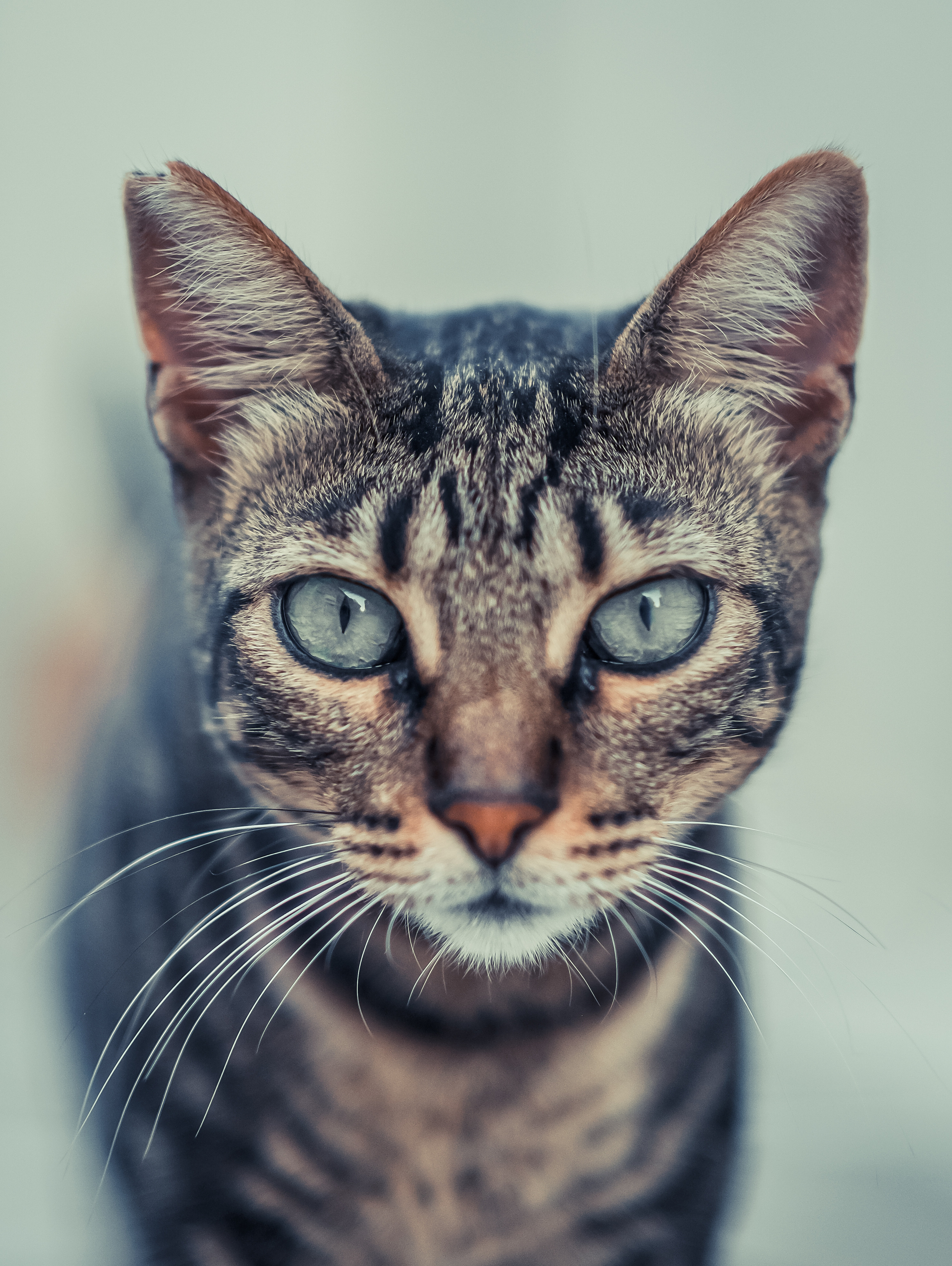 Stray Cats | Stray cats Animal | FUJIFILM X-Pro3 | YuKo Photography 📸🐾 Travel Photography | Fujifilm Adventures | Stray Cats Chronicles | Stray Cat photography | Stray cat photos