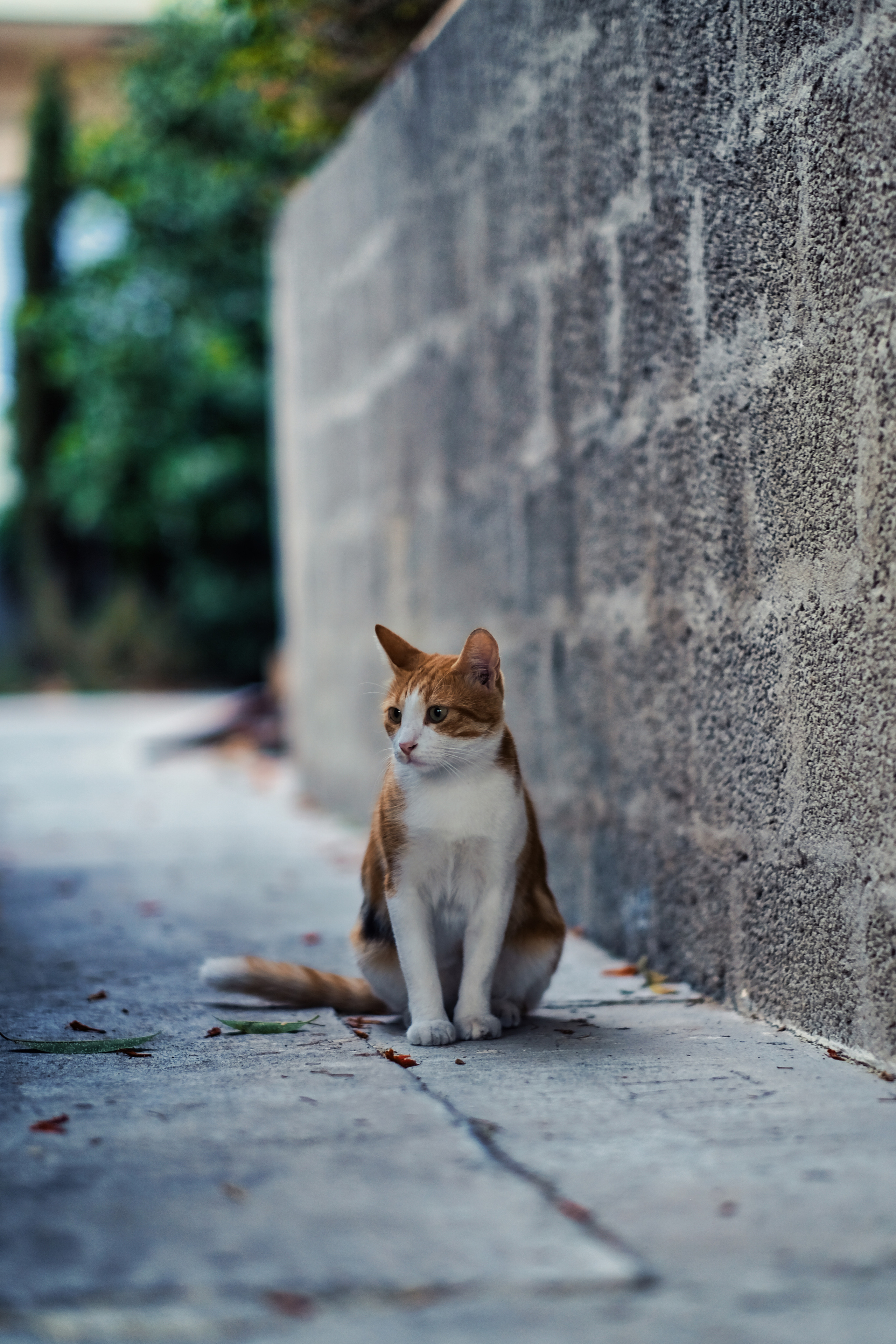 Stray Cats | Stray cats Animal | FUJIFILM X-Pro3 | YuKo Photography 📸🐾 Travel Photography | Fujifilm Adventures | Stray Cats Chronicles | Stray Cat photography | Stray cat photos