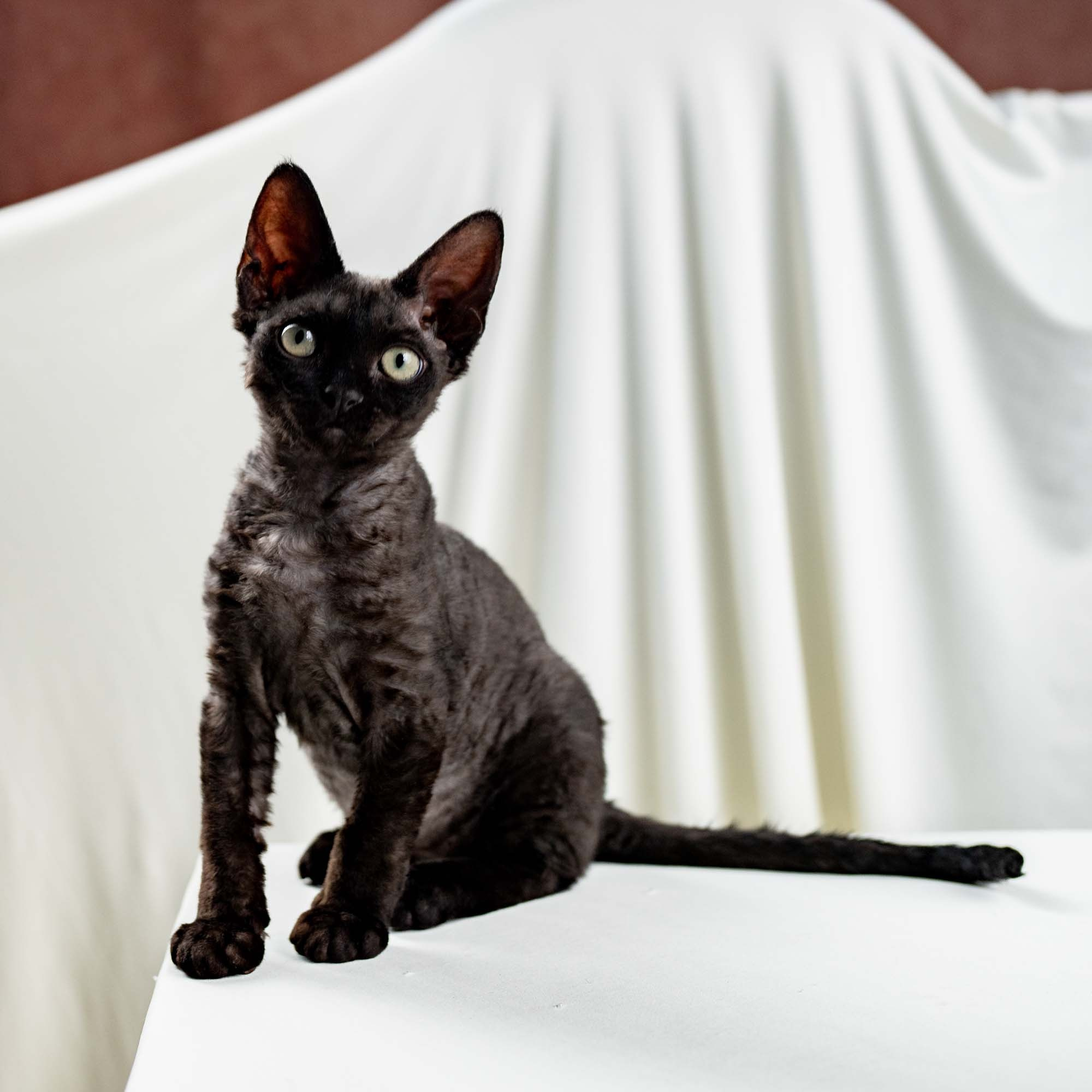 Smoke, boy,  born on  04.11.24, Sold. Devon Rex Pixie Cattery