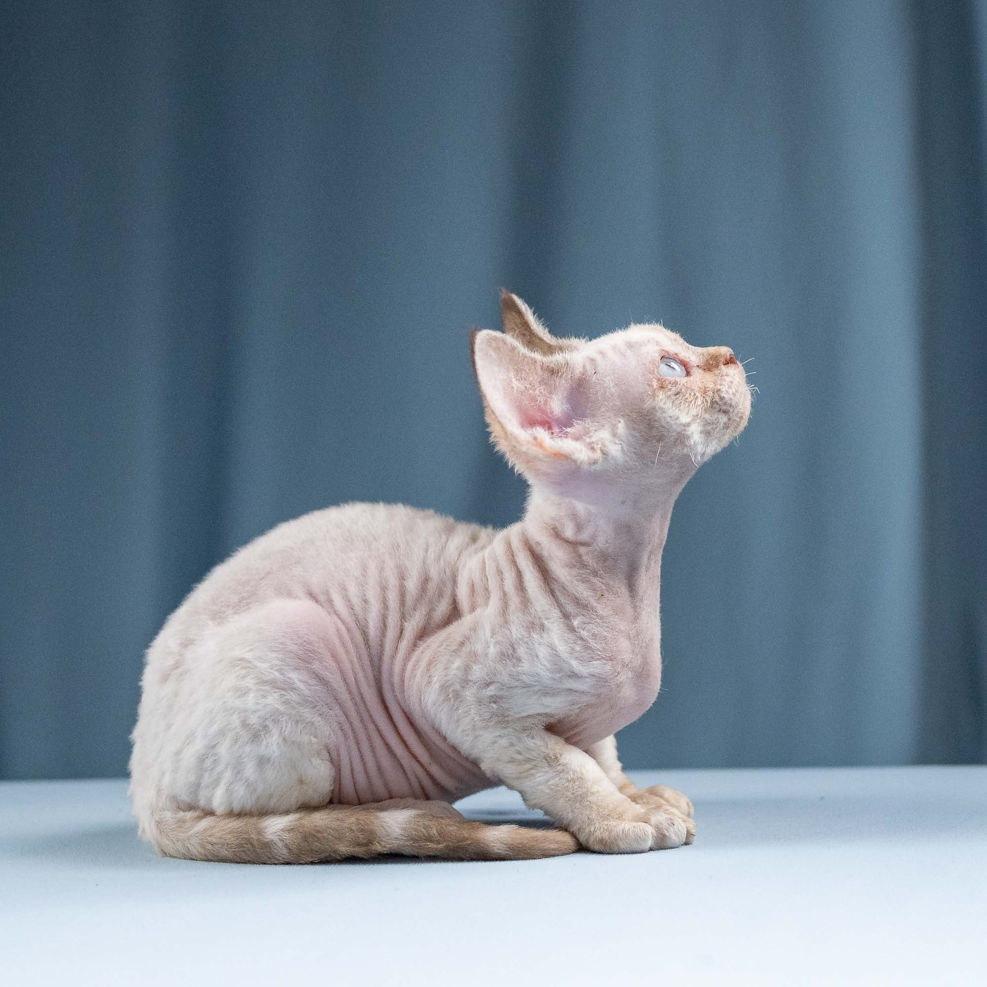 Ivy, girl, born 06.01.2025. Devon Rex Pixie Cattery