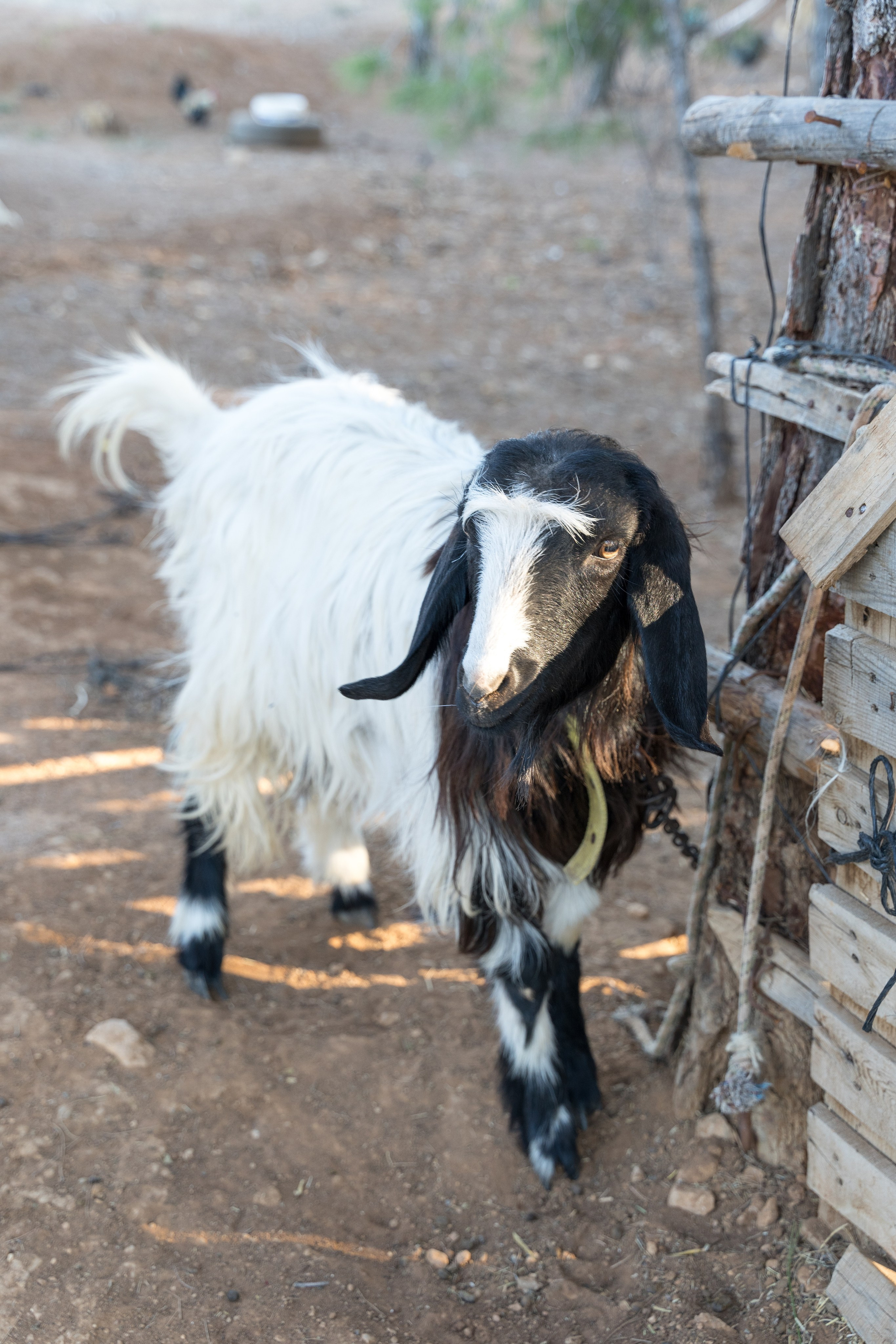 Ирина, фотограф в Анталии. Фотосессии в Кемере, Белеке, Сиде, Бодруме, Каше и Фетхие